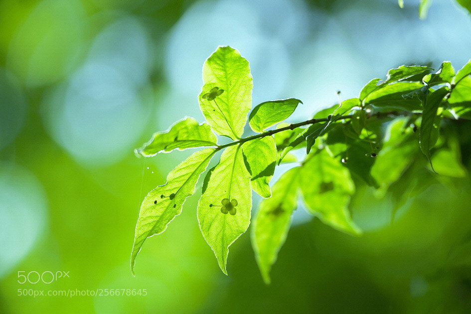 Nikon D800 sample photo. Untitled title. photography