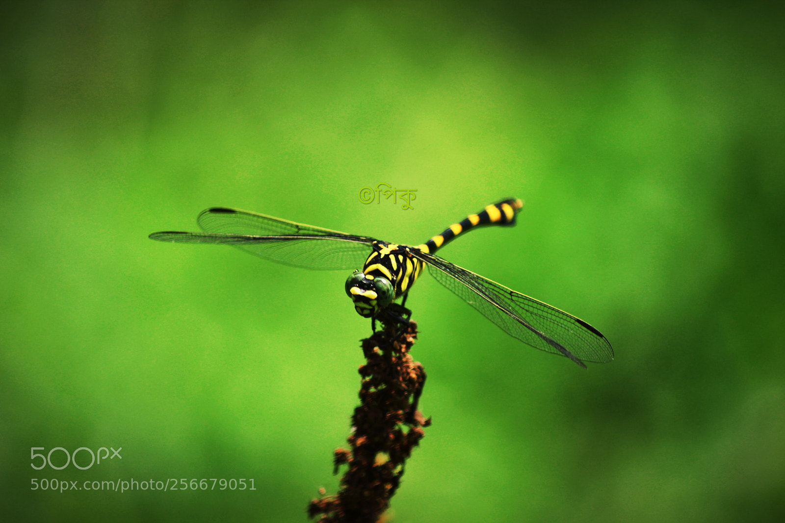 Canon EOS 1200D (EOS Rebel T5 / EOS Kiss X70 / EOS Hi) sample photo. Hook tail dragonfly photography