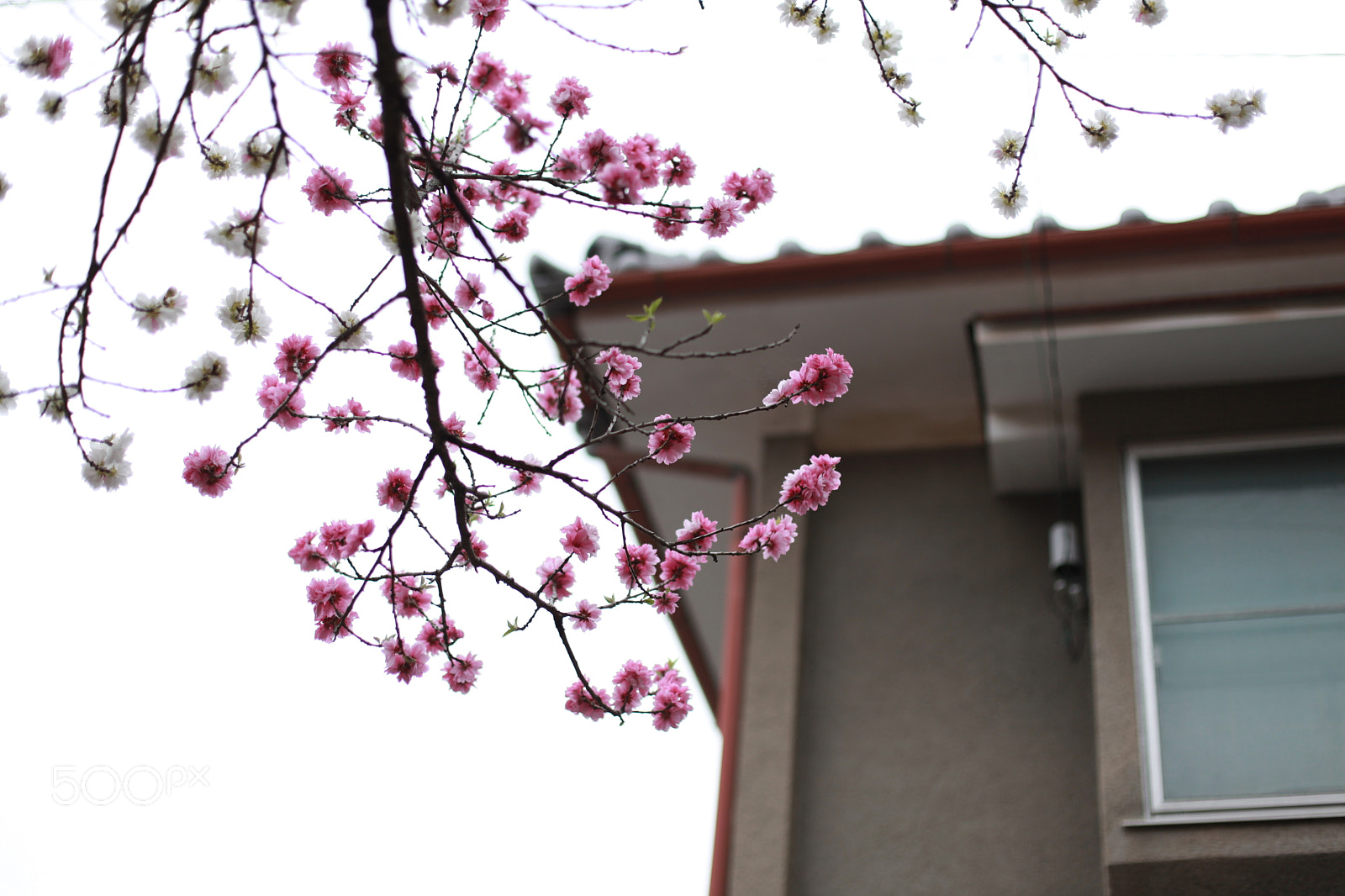 Canon EF 50mm F1.4 USM sample photo. Sakura in tyoko photography