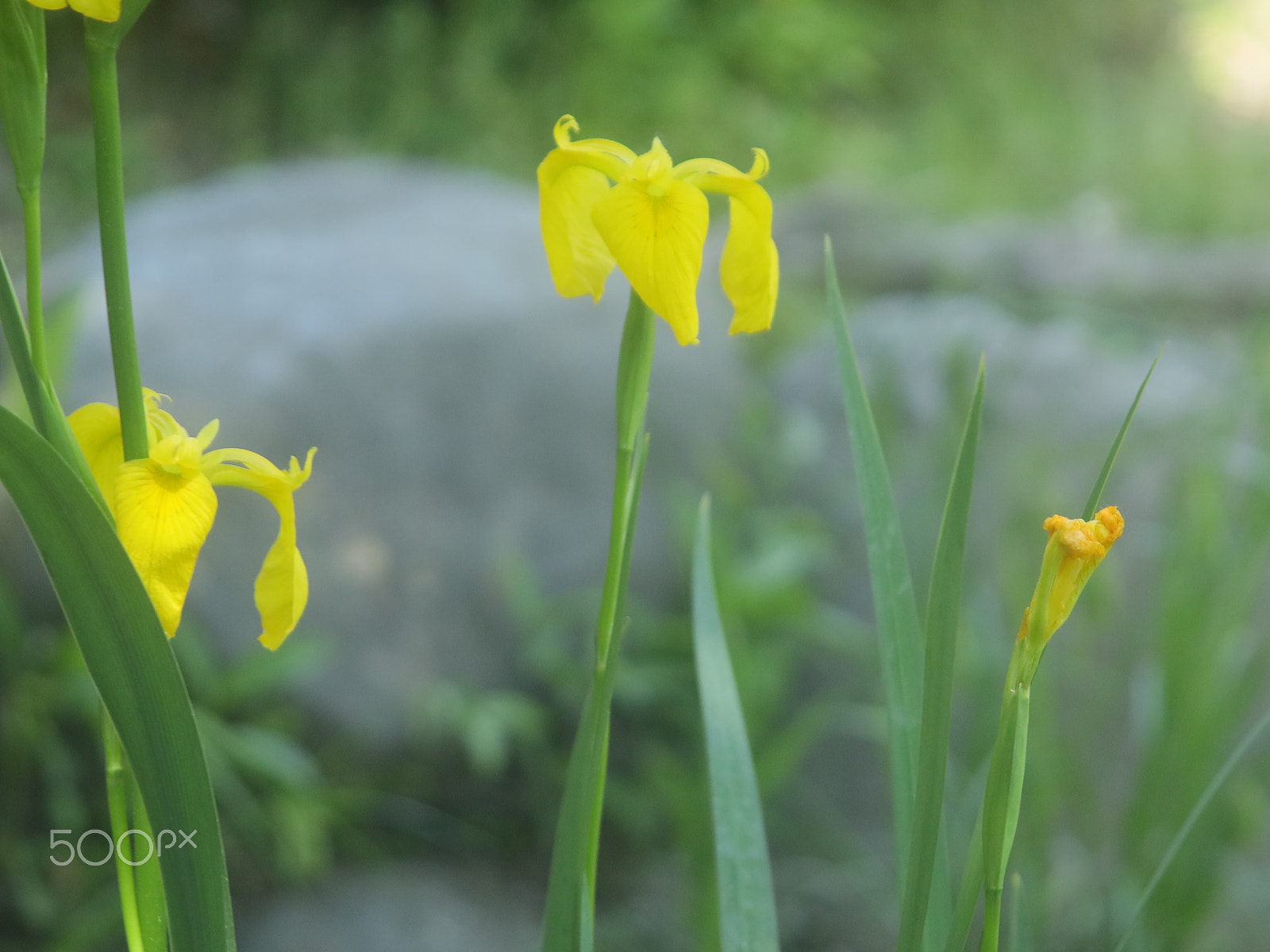 Canon EOS M6 sample photo. Walking in the park of a green season photography