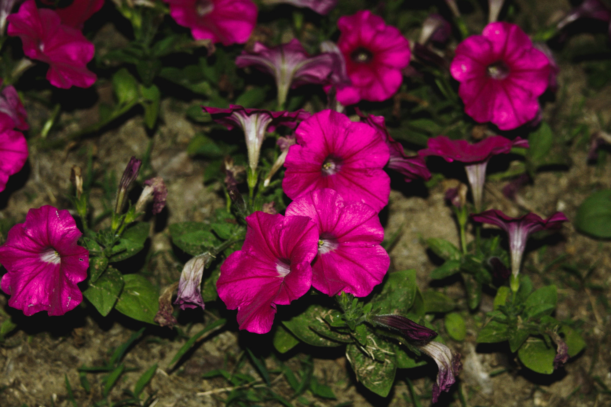 Pentax *ist D sample photo. Flowers at night ix photography
