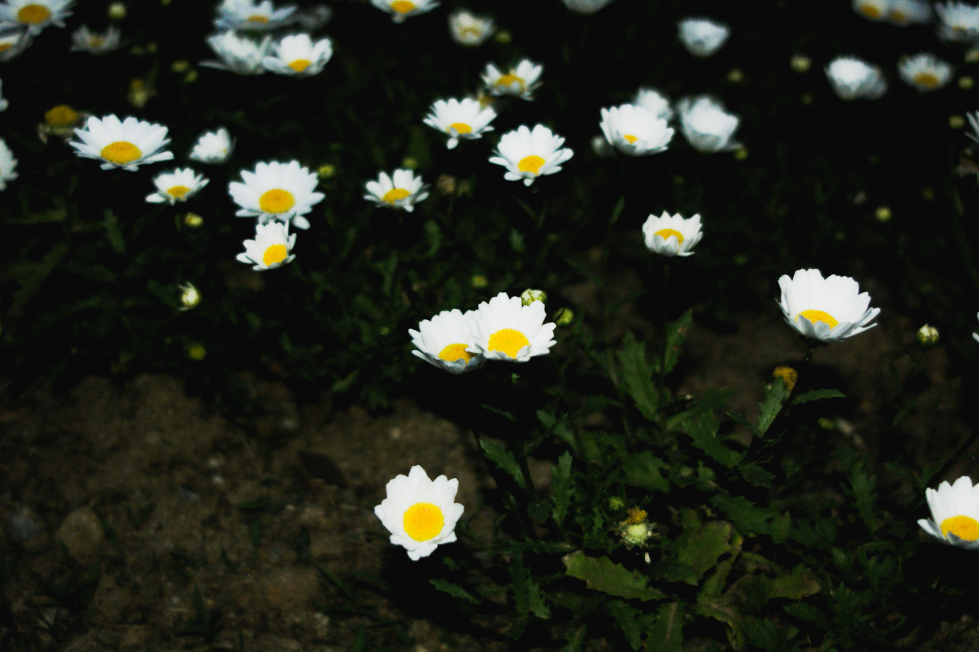 Pentax *ist D sample photo. Flowers at night x photography