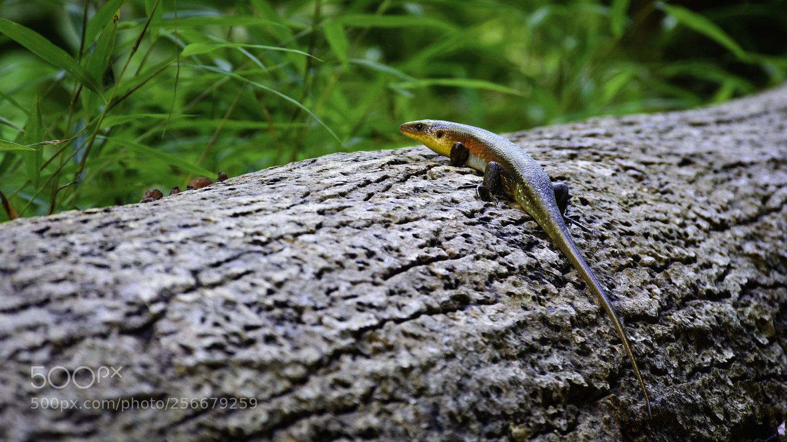 Nikon D7100 sample photo. Skink photography
