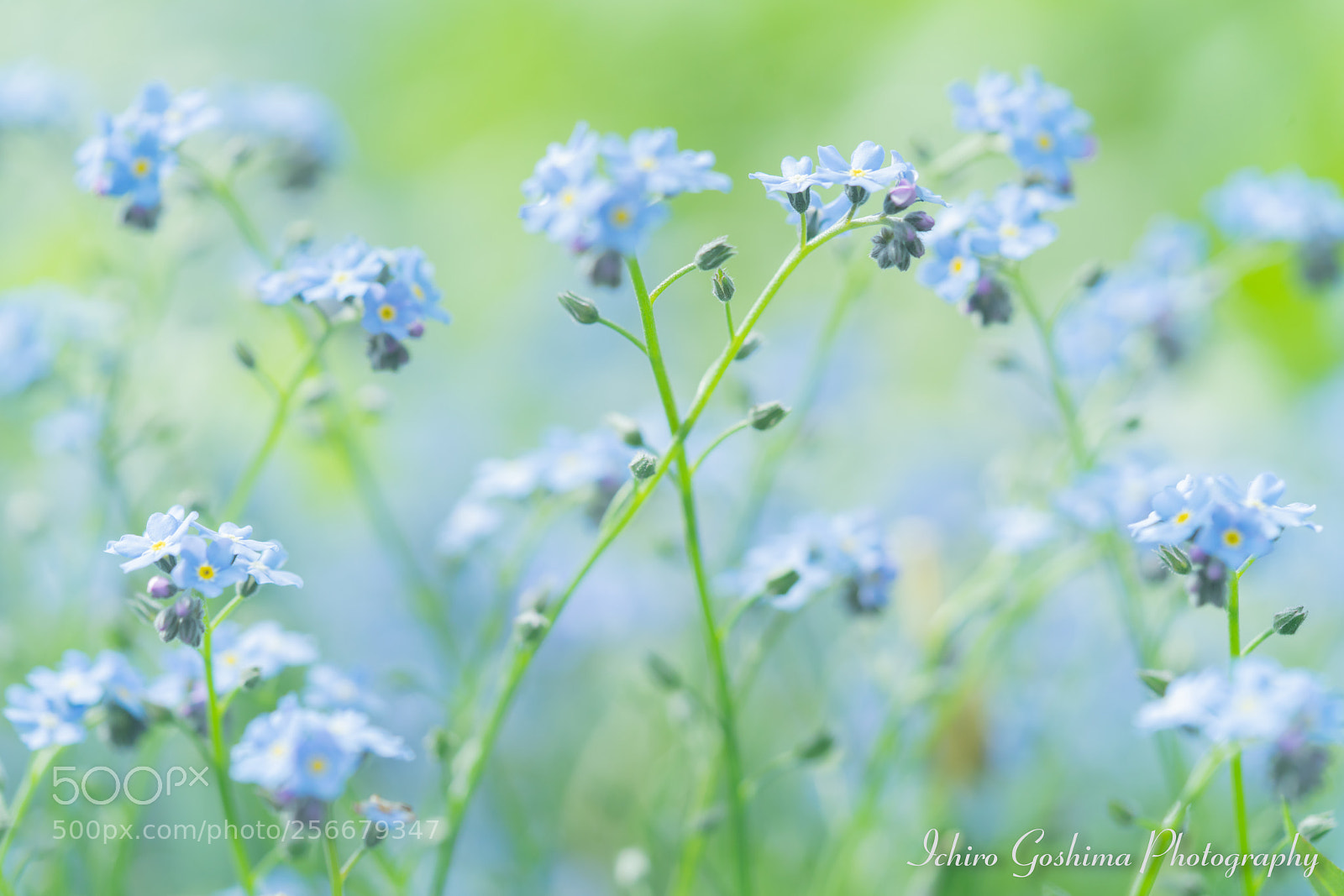 Sony a7R III sample photo. Myosotis photography