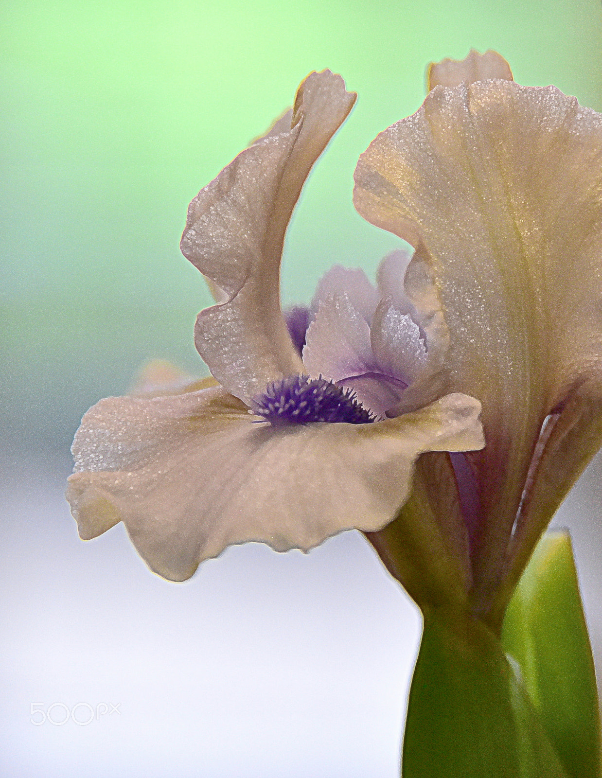 Nikon D810 sample photo. " blue oasis " photography