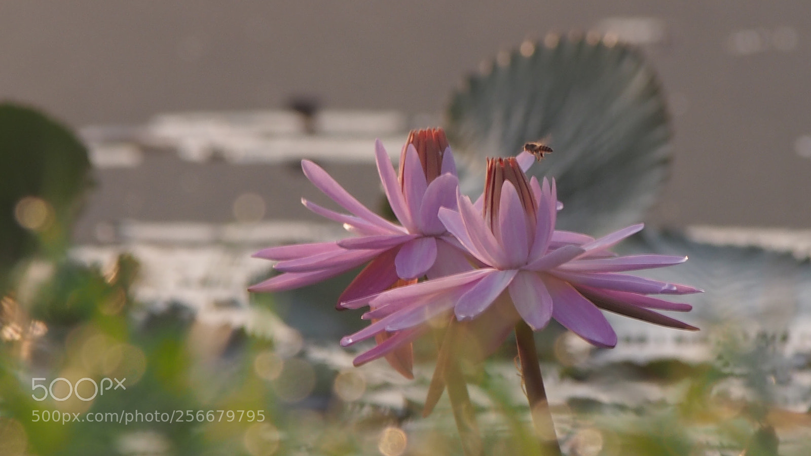 Olympus PEN E-PL5 sample photo. If yo can t photography