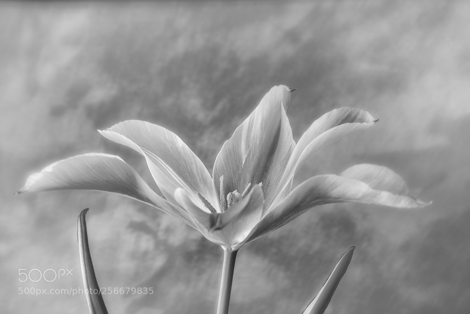 Nikon D750 sample photo. Tulip in black and photography