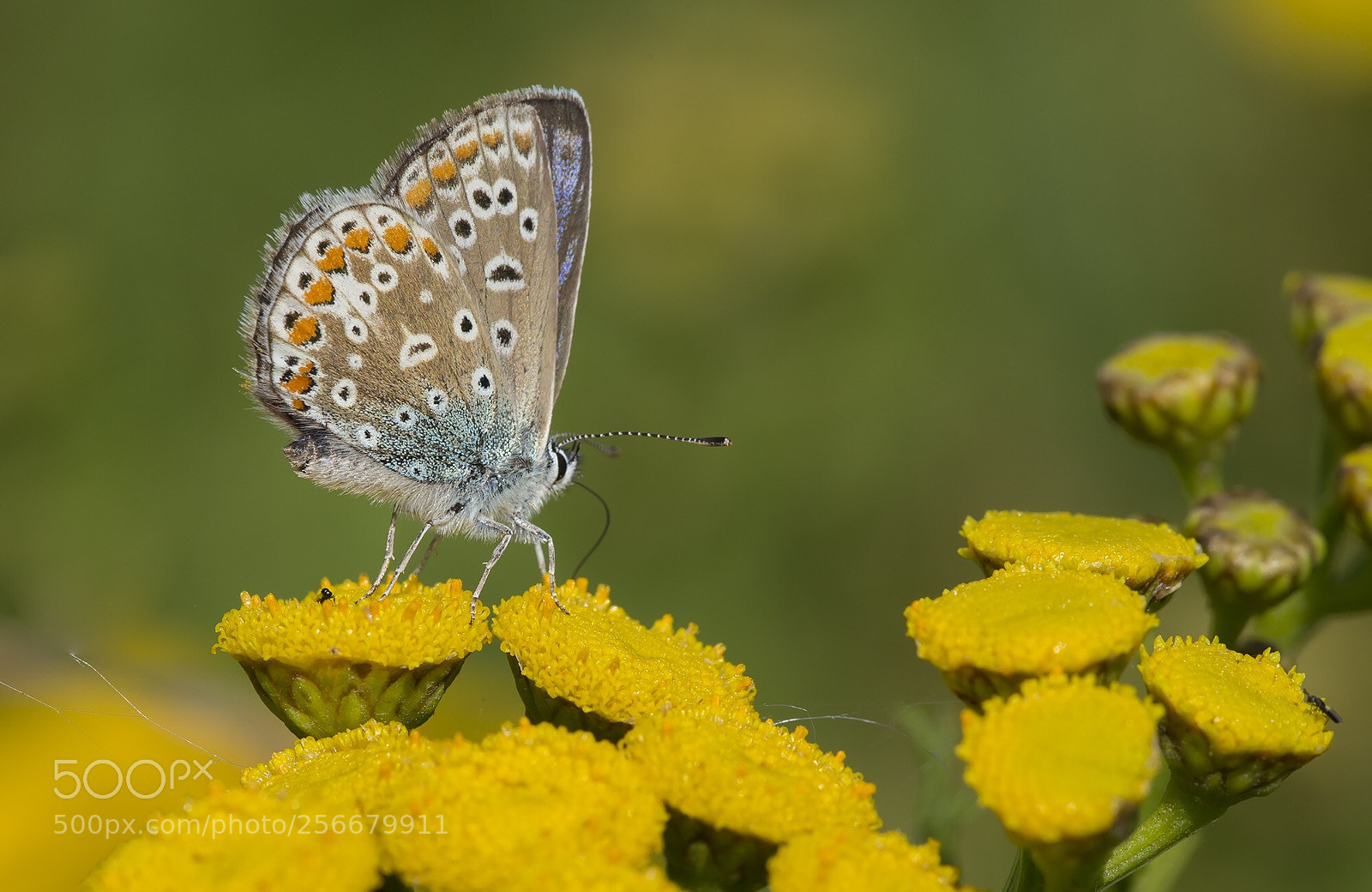 Canon EOS 6D sample photo. Common blue photography