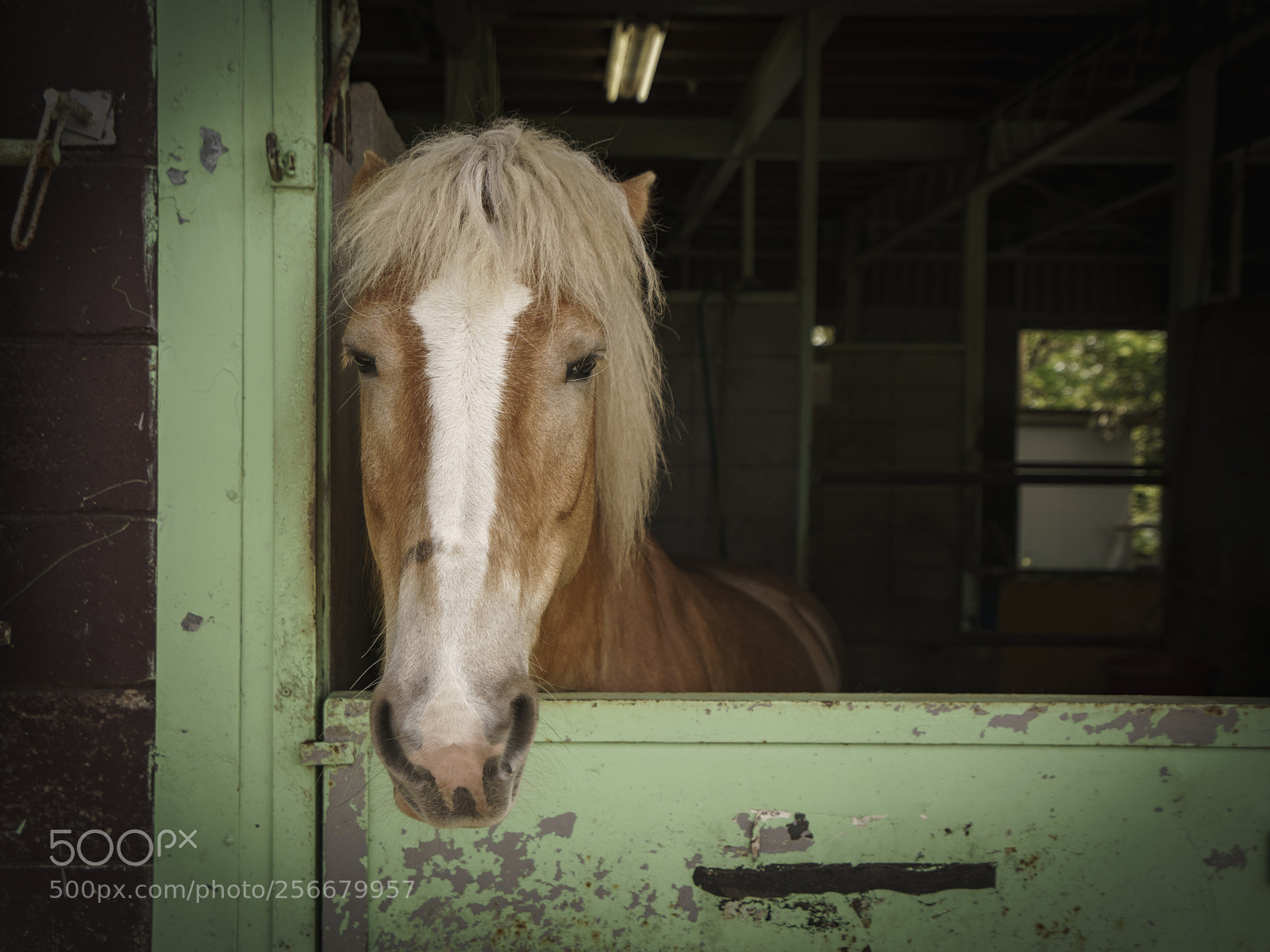 Sony a7R III sample photo. 馬の肖像 photography
