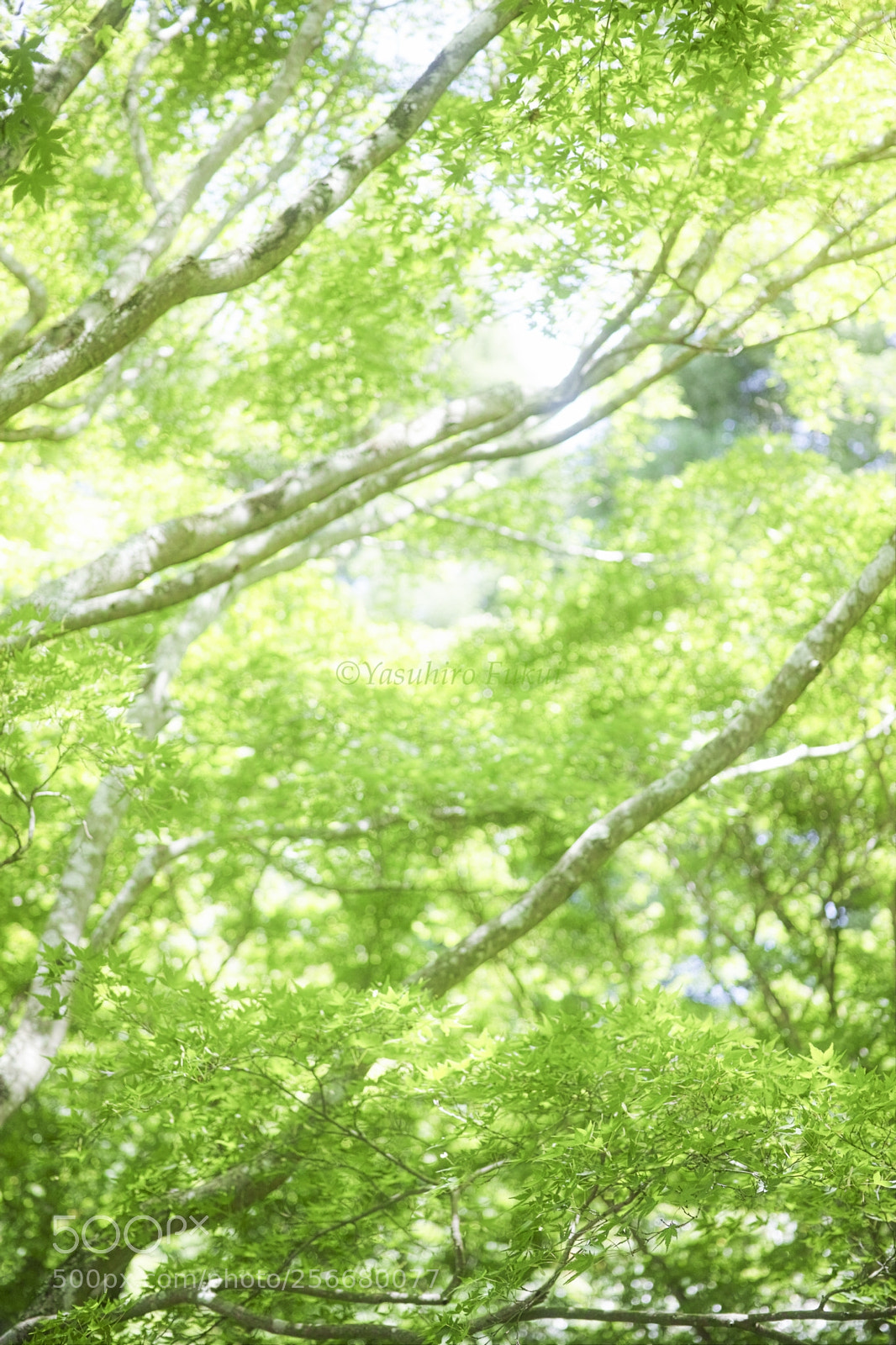 Sigma DP3 Merrill sample photo. Impressionism photography