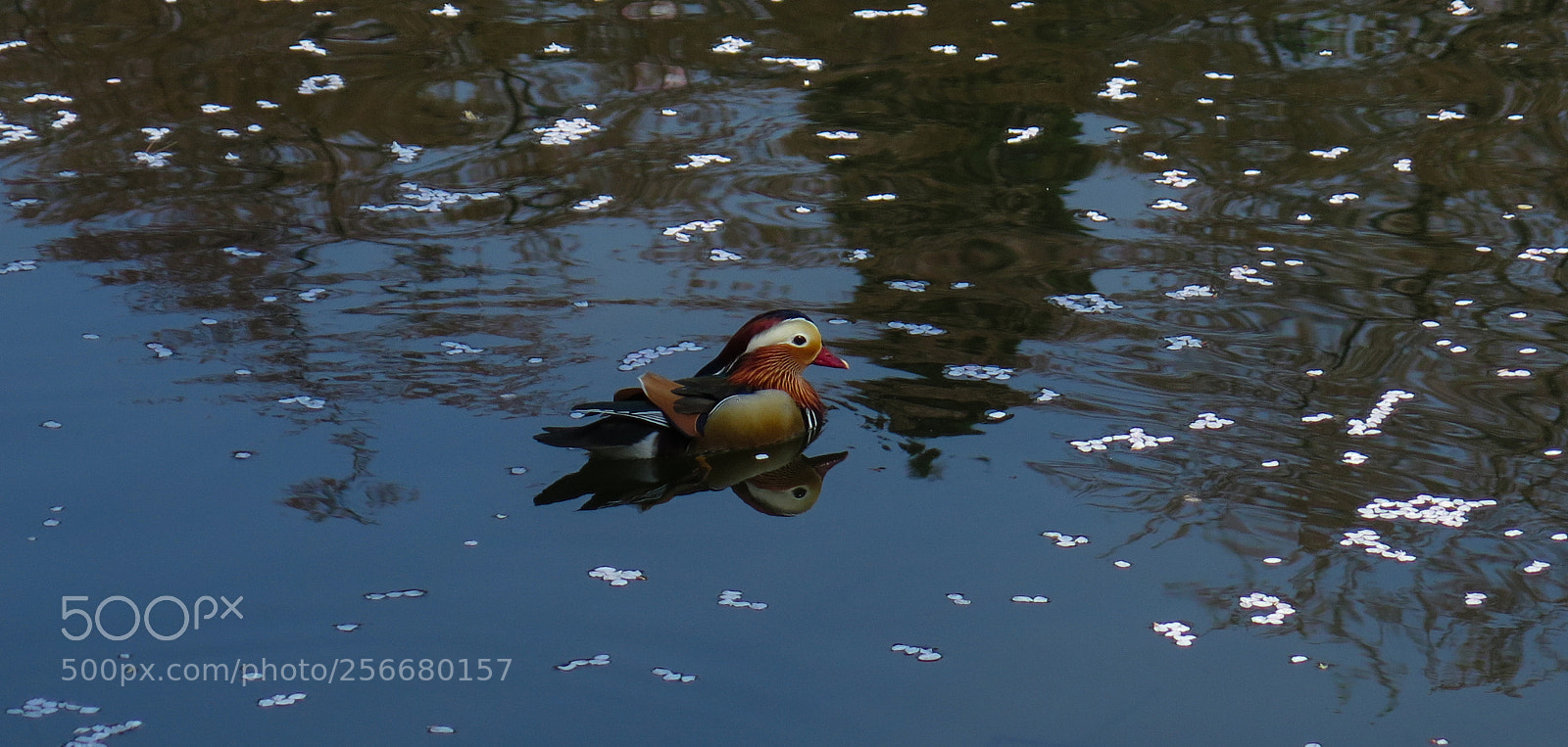 Canon PowerShot G16 sample photo. Mandarin duck photography