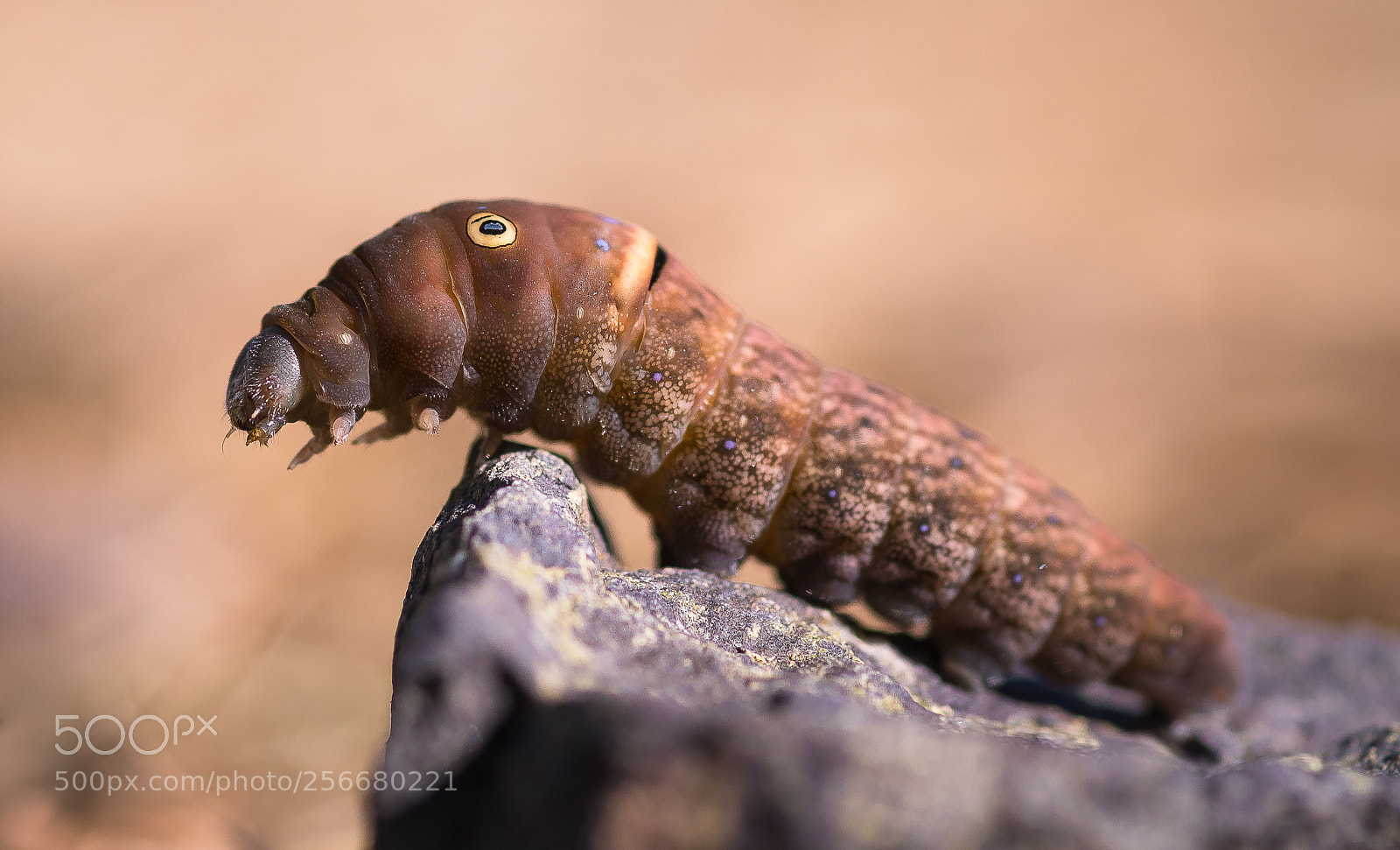 Sony SLT-A99V sample photo. Tiger swallowtail caterpillar photography