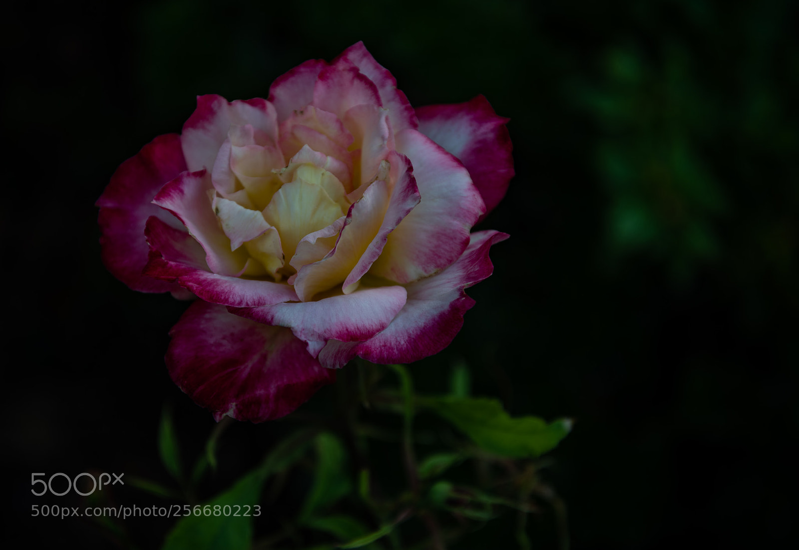 Nikon D850 sample photo. My first double delight 2018 photography