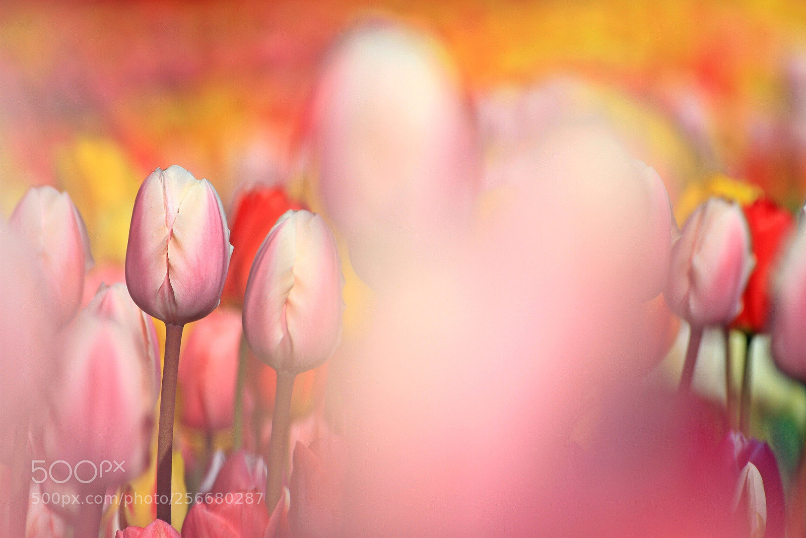 Canon EOS 7D sample photo. Tulips  photography