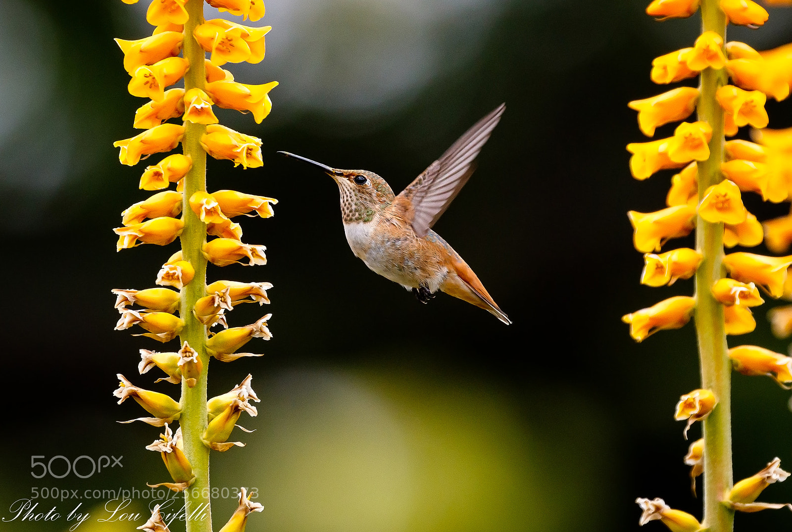Canon EOS 7D Mark II sample photo. Hummingbird2161 photography