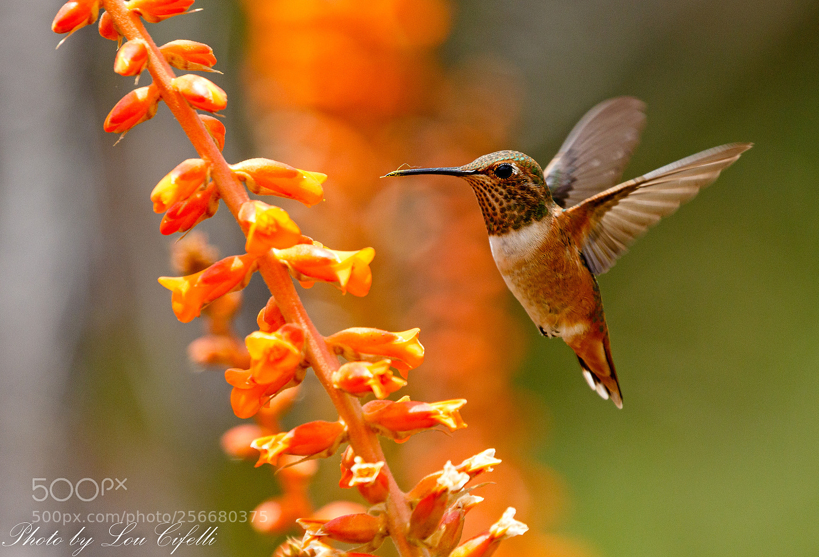 Canon EOS 7D Mark II sample photo. Hummingbird2111 photography
