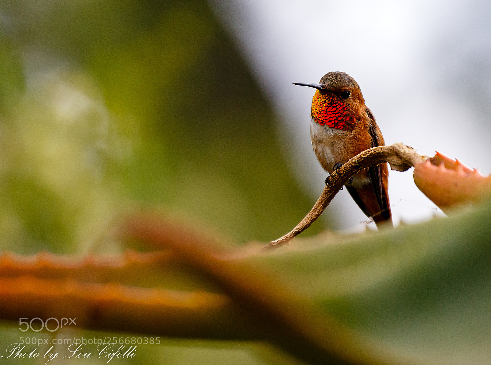 Canon EOS 7D Mark II sample photo. Hummingbird2285 photography