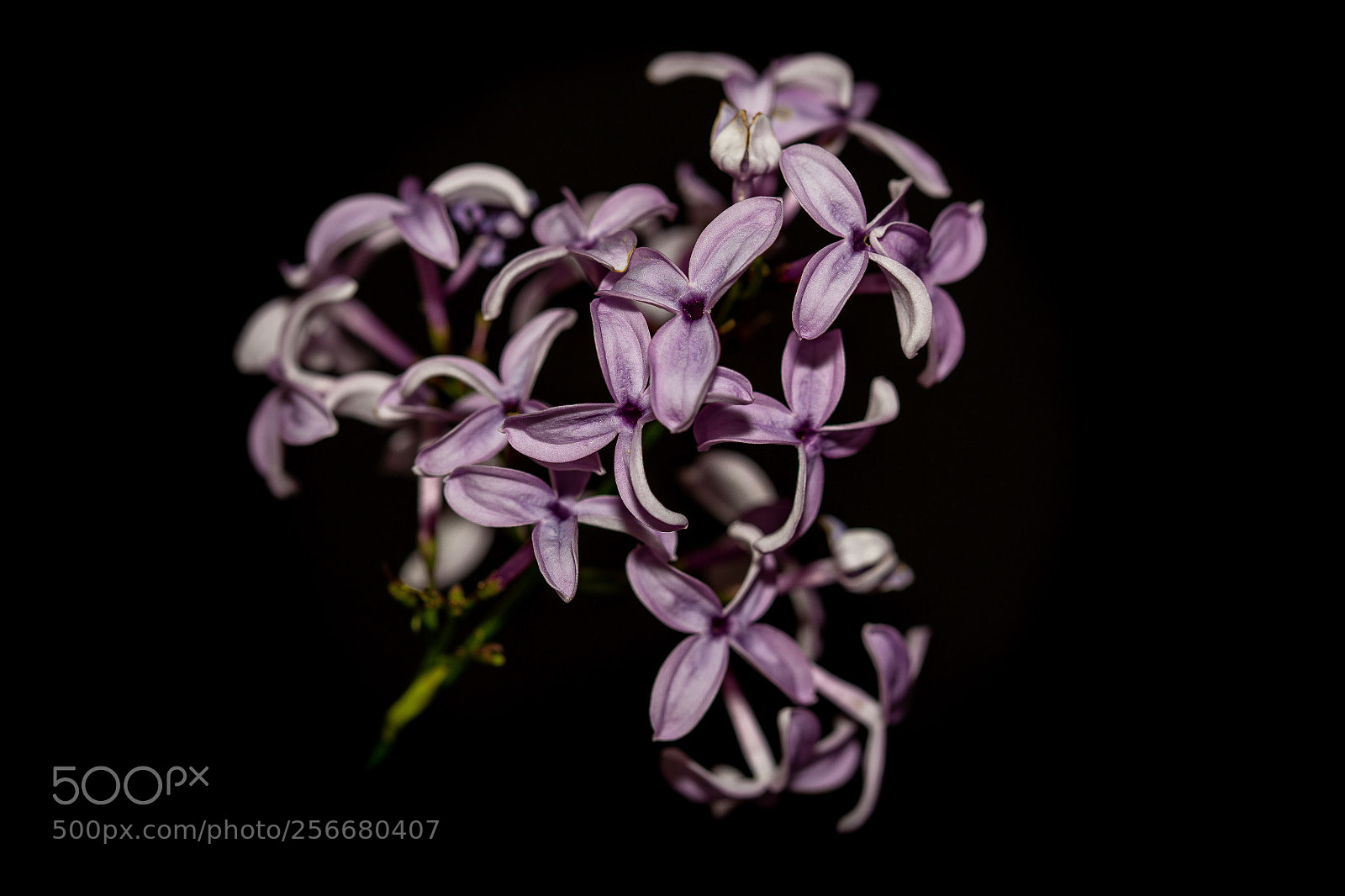 Canon EOS 6D sample photo. Flower photography