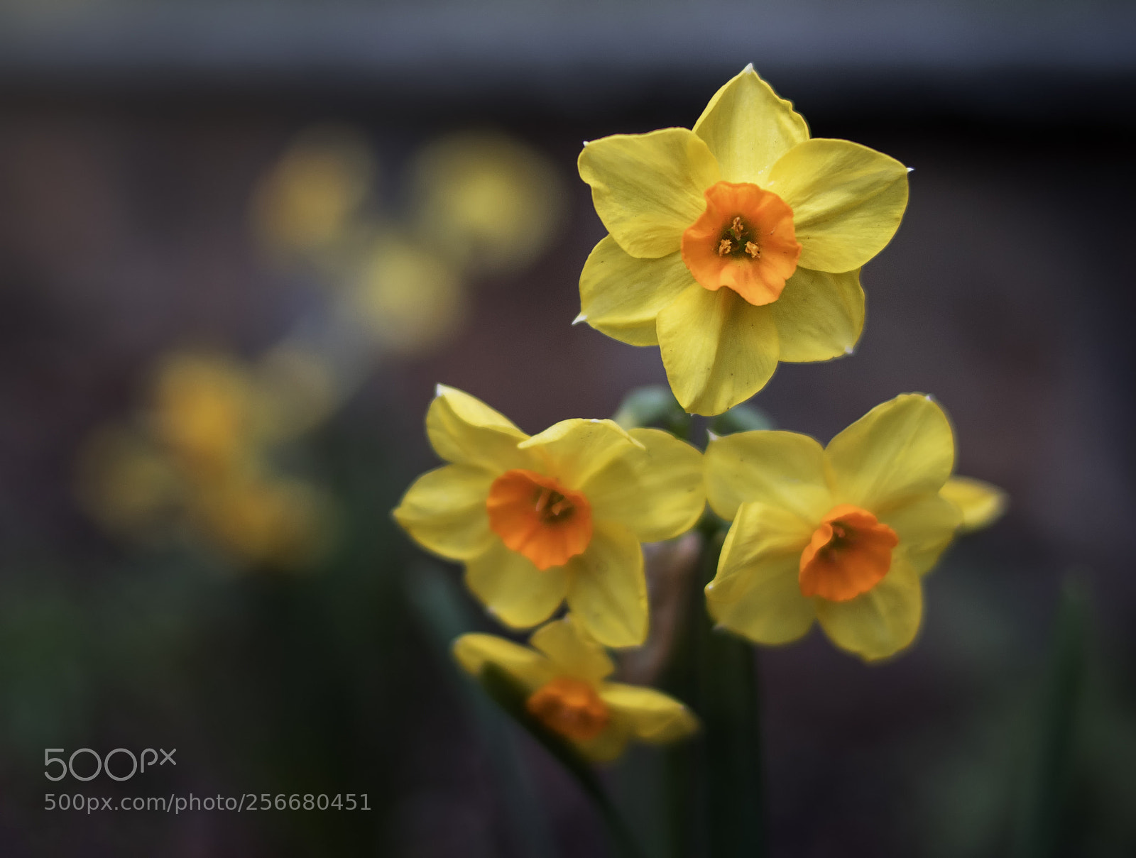 Canon EOS 800D (EOS Rebel T7i / EOS Kiss X9i) sample photo. April daffodils photography