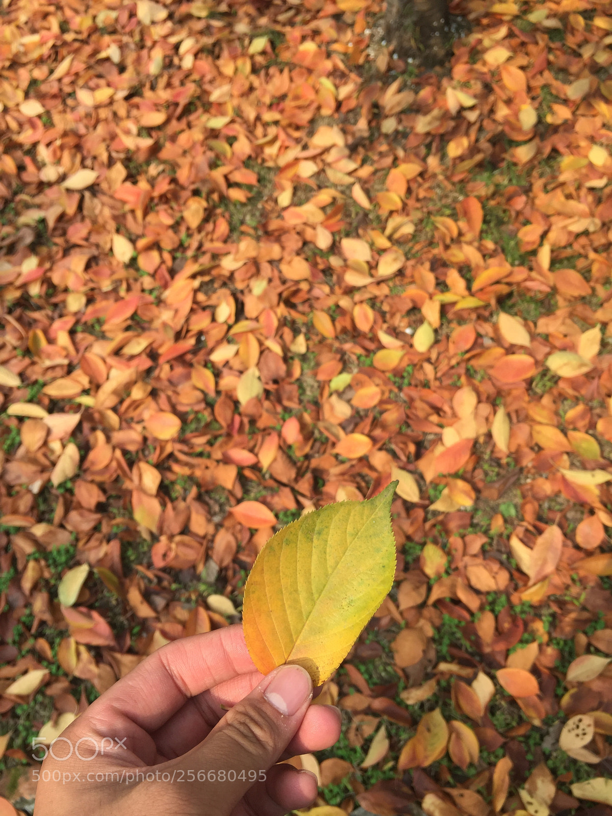 Apple iPhone 6 Plus sample photo. Autumn  photography