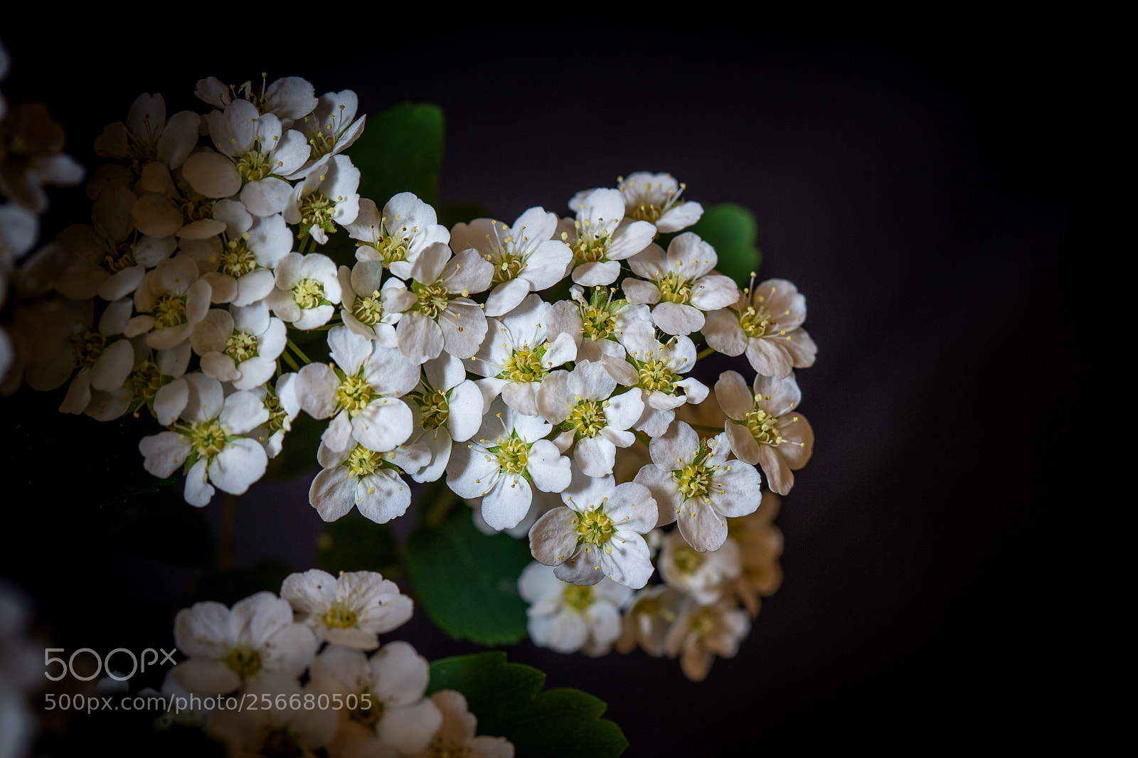 Canon EOS 6D sample photo. White flower photography