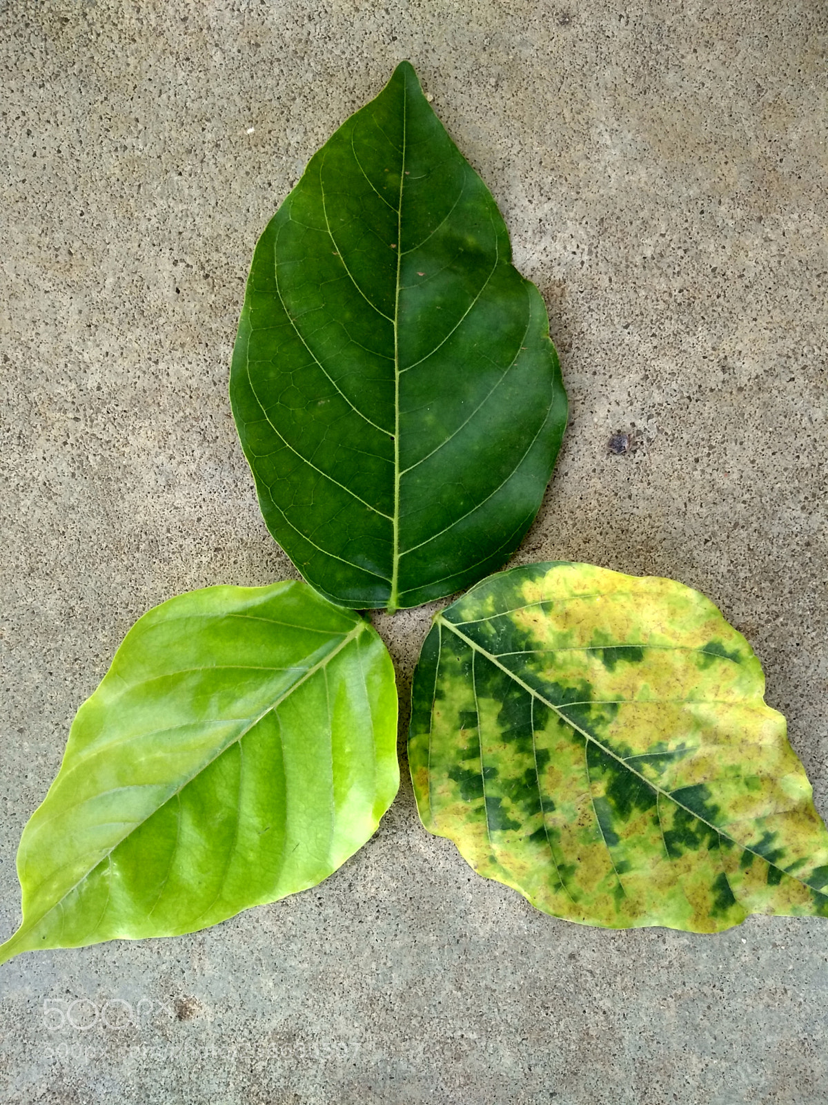 Motorola Moto G (5S) Plus sample photo. Untitled photography