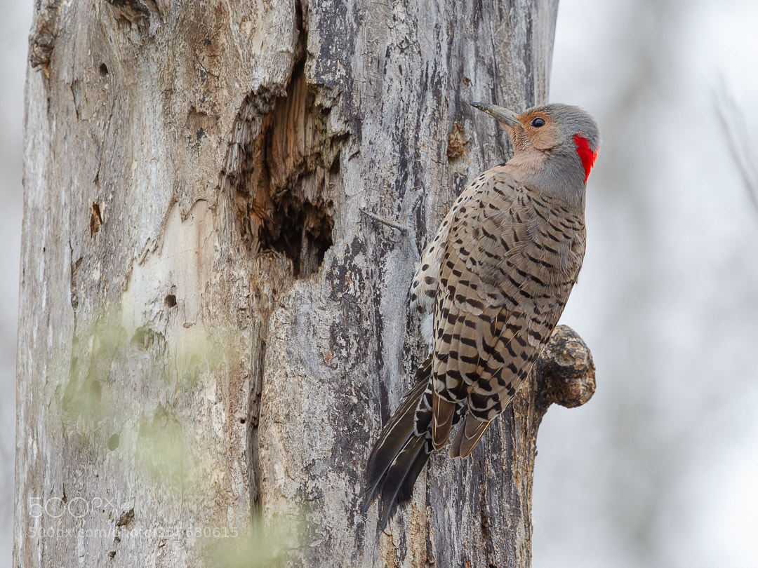 Canon EOS-1D Mark IV sample photo. Pic flamboyant / northern flicker photography