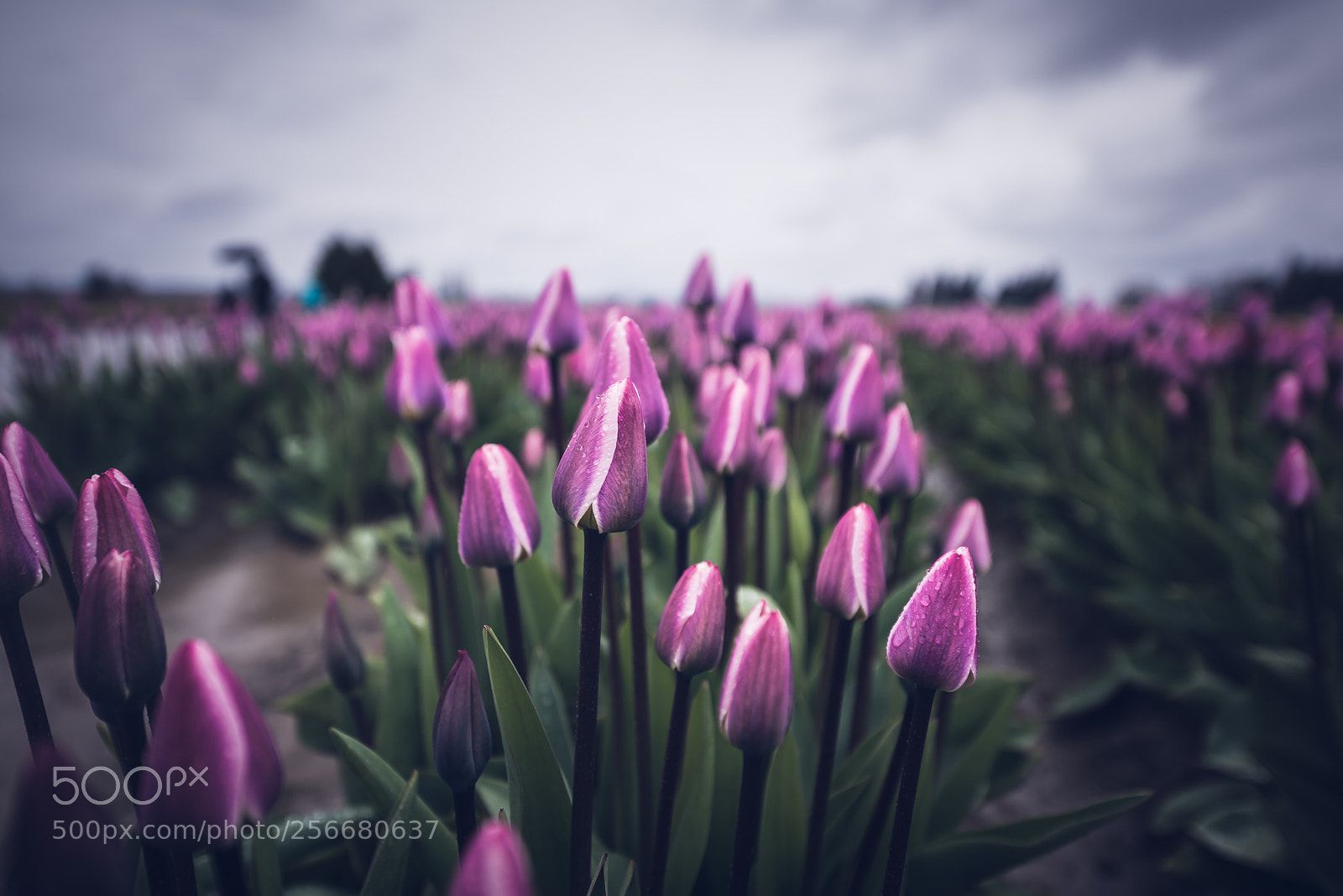 Nikon D810 sample photo. Tulips photography