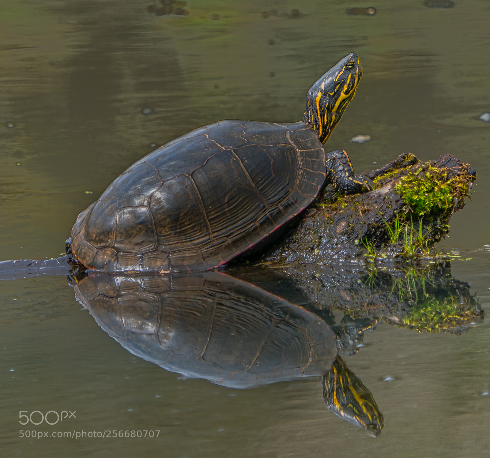 Sony a9 sample photo. Shell game photography