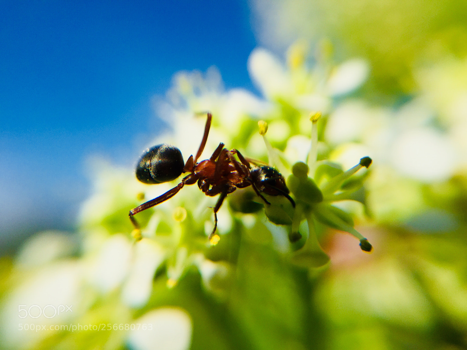 Apple iPhone 6 Plus sample photo. Untitled photography