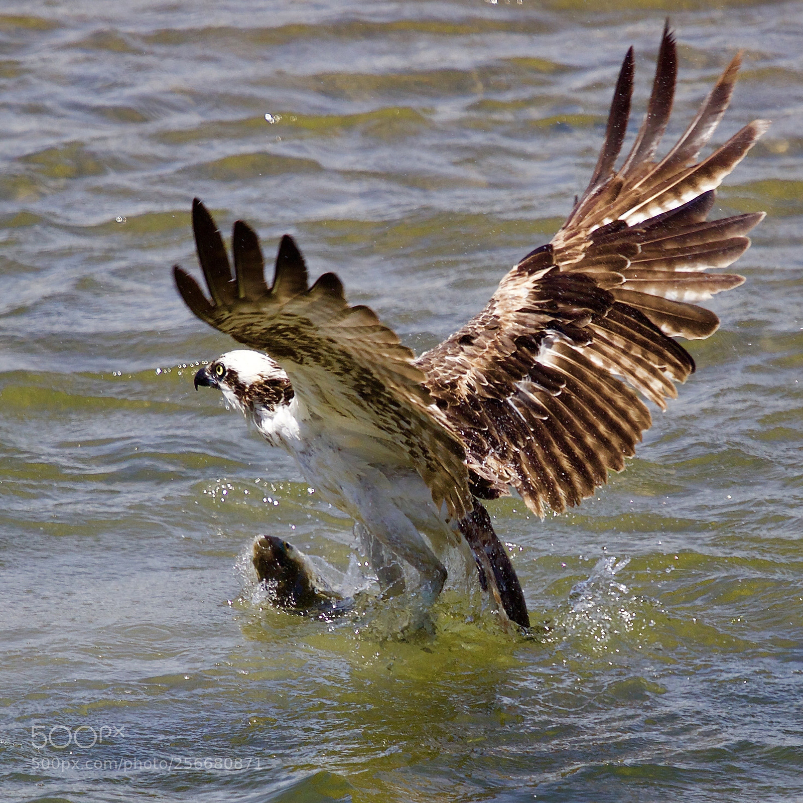 Canon EOS 80D sample photo. Osprey fishing photography