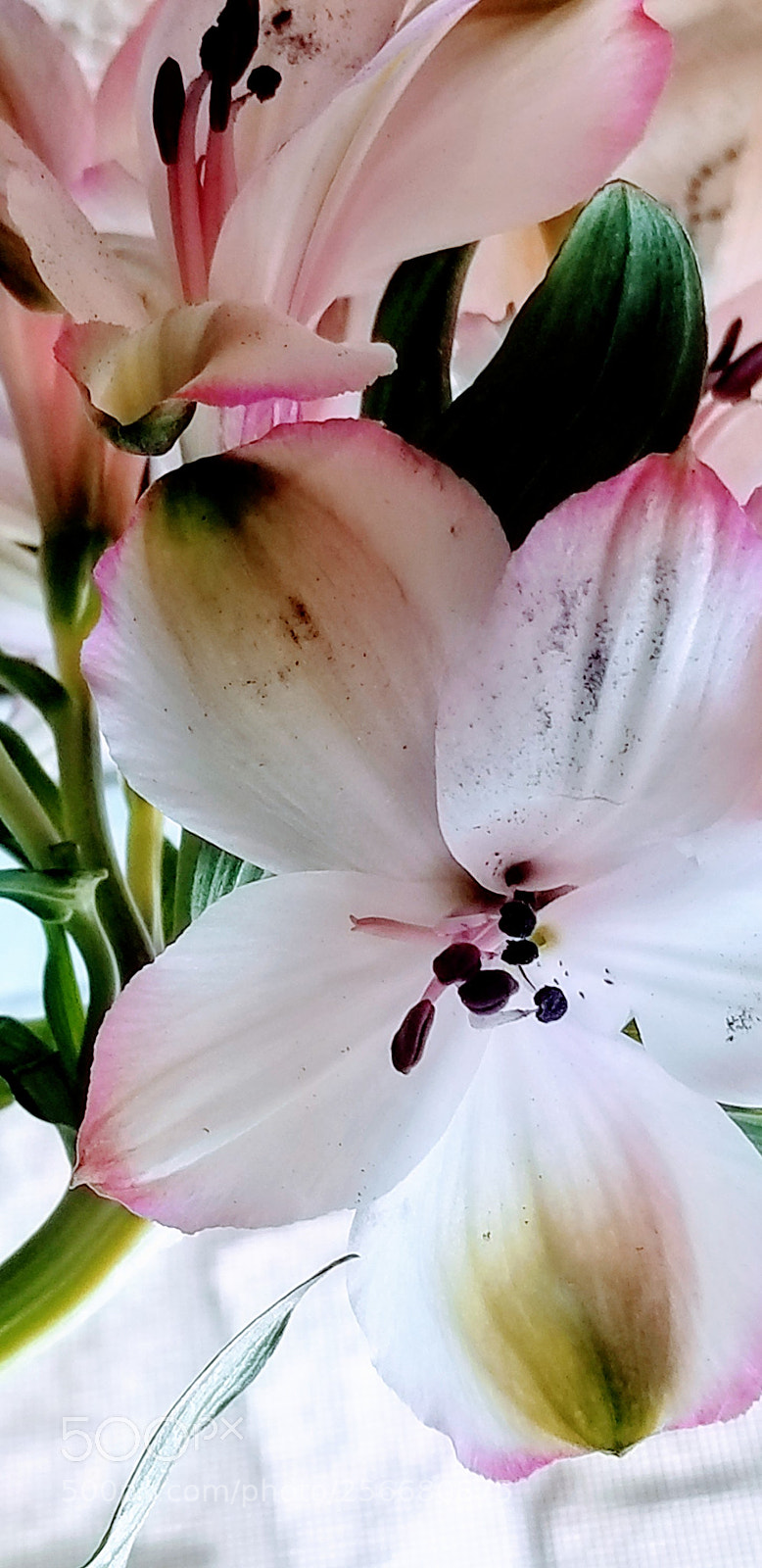 Samsung Galaxy S8+ sample photo. Untitled photography