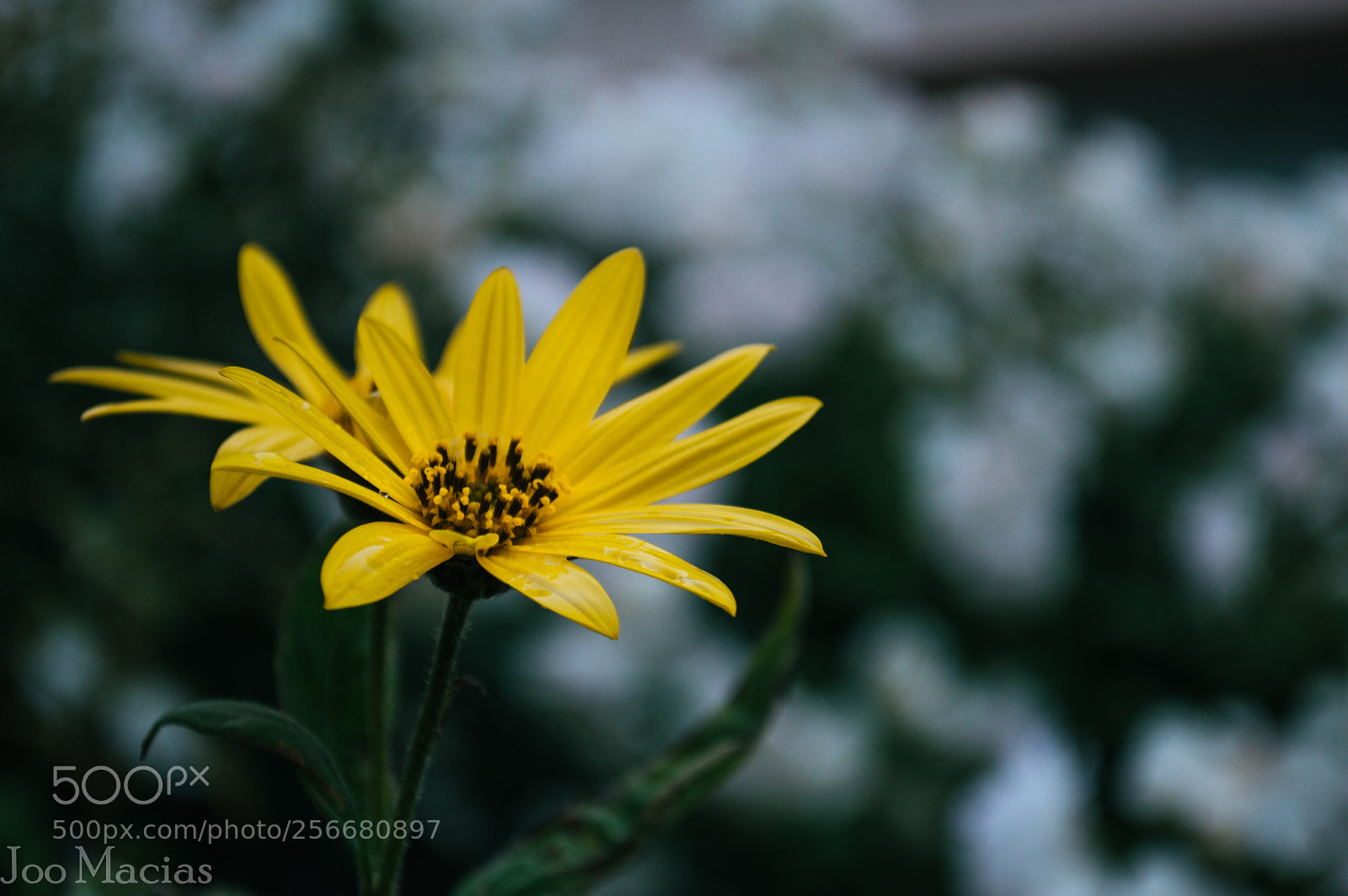 Nikon D3200 sample photo. Vitalidad photography