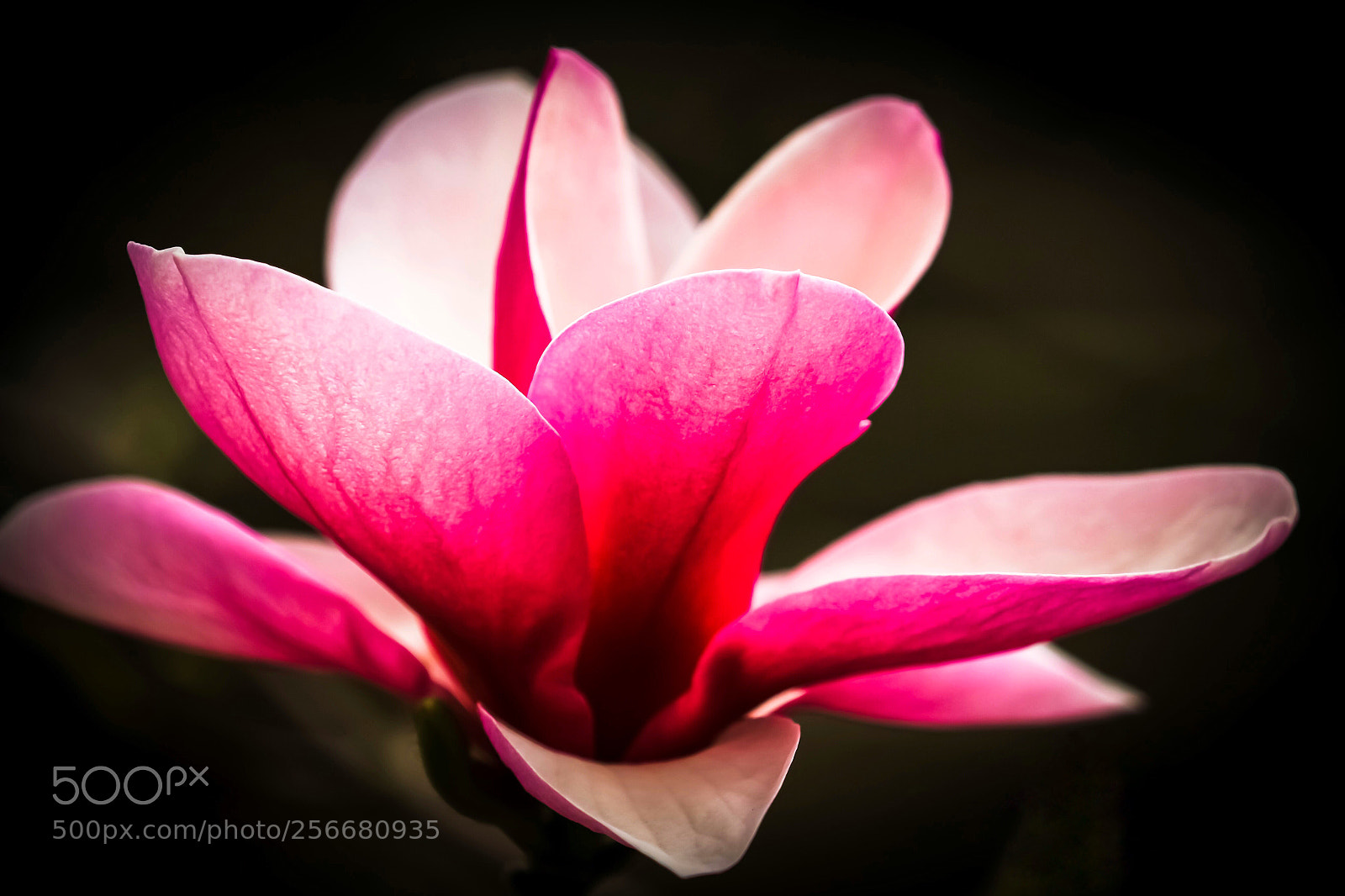 Canon EOS 60D sample photo. Blooming  photography