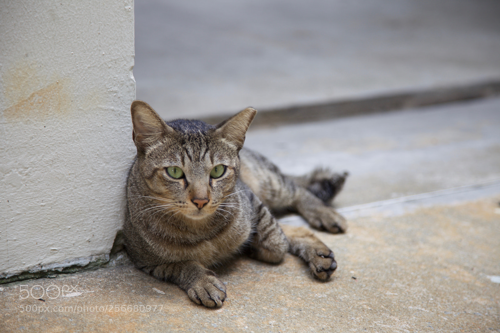 Canon EOS 5D Mark II sample photo. The void deck cat photography