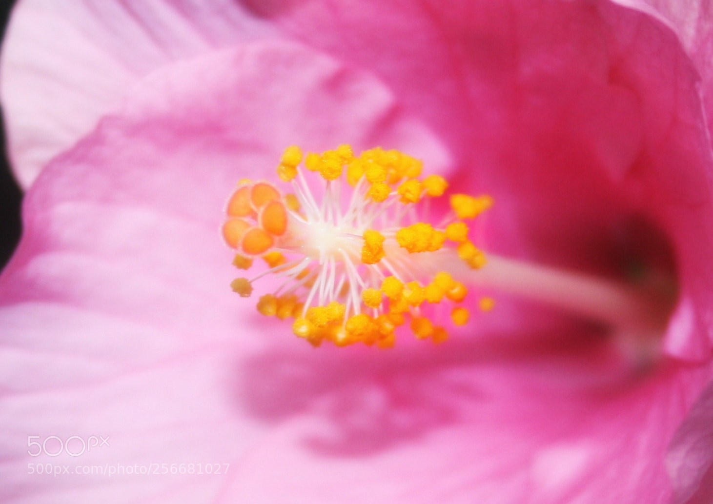 Canon EOS 1000D (EOS Digital Rebel XS / EOS Kiss F) sample photo. Pink and yellow photography