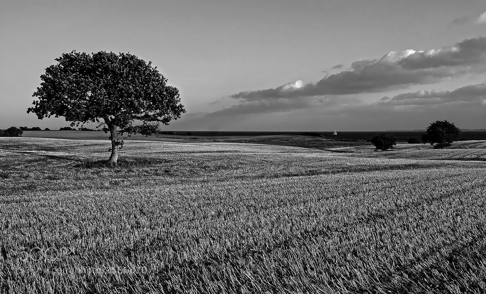 Nikon D70s sample photo. Summer photography