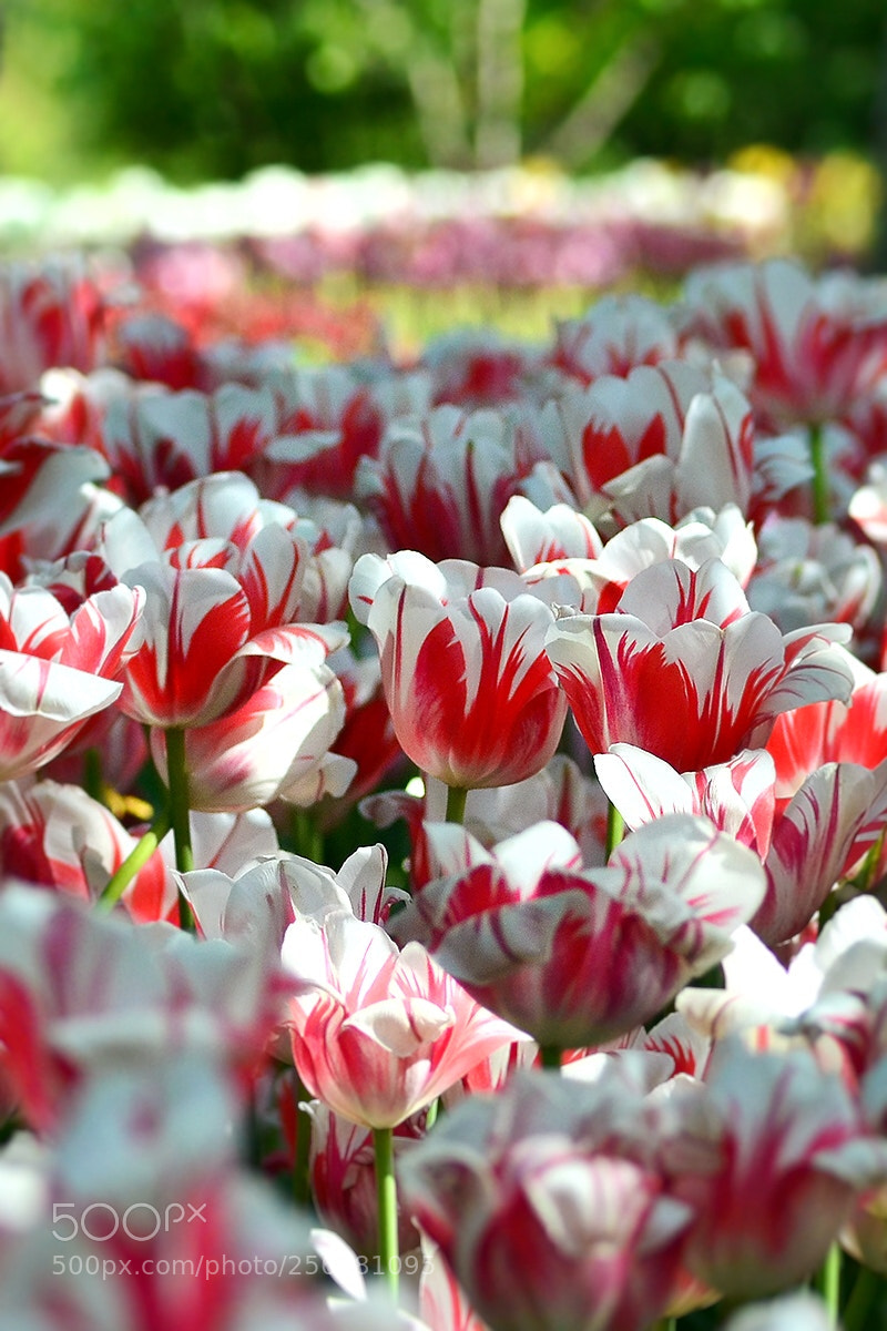 Nikon D7000 sample photo. Flower dance photography
