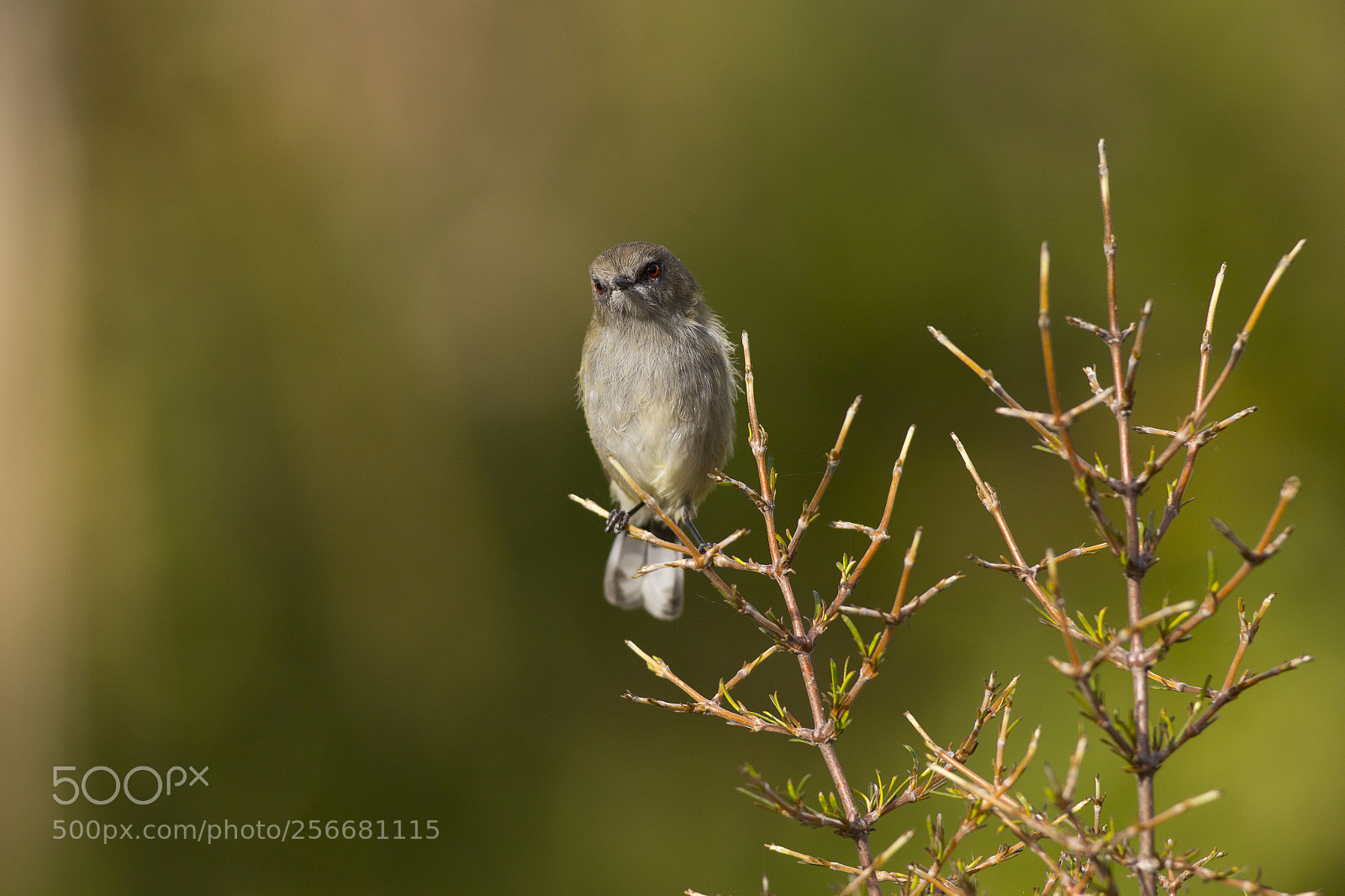 Canon EOS 6D sample photo. Grey warbler stretched out photography