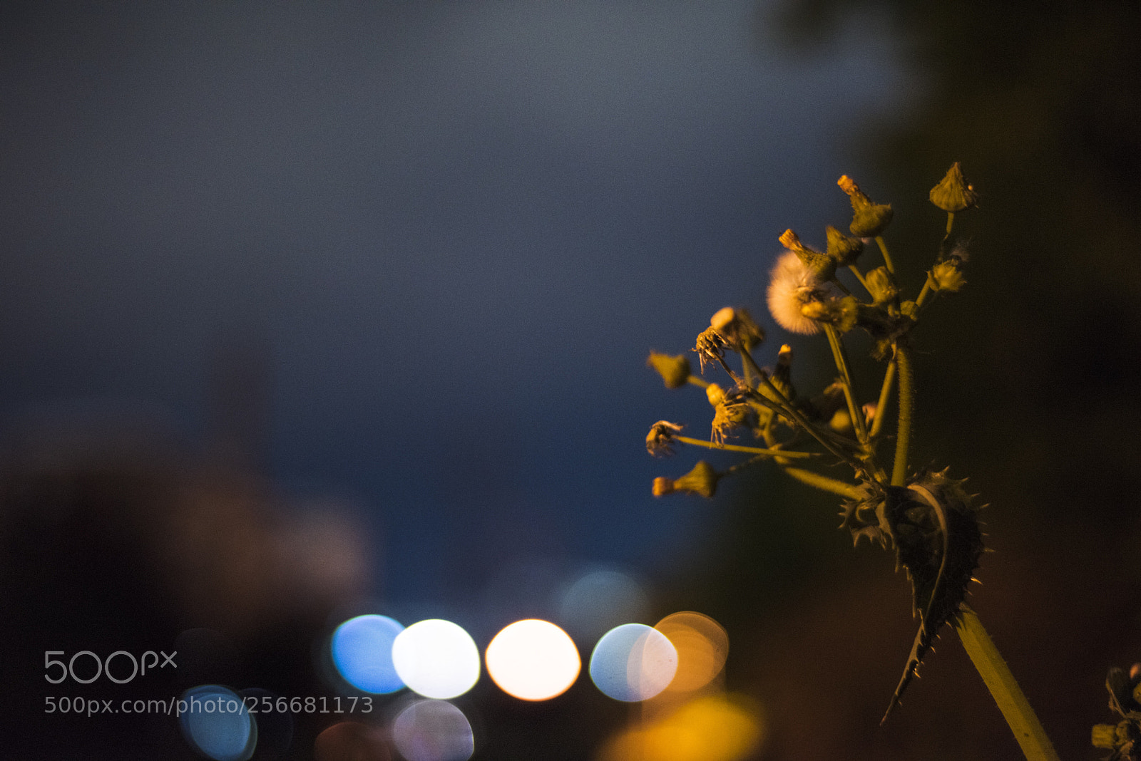 Nikon D810 sample photo. In a night   no.10 photography