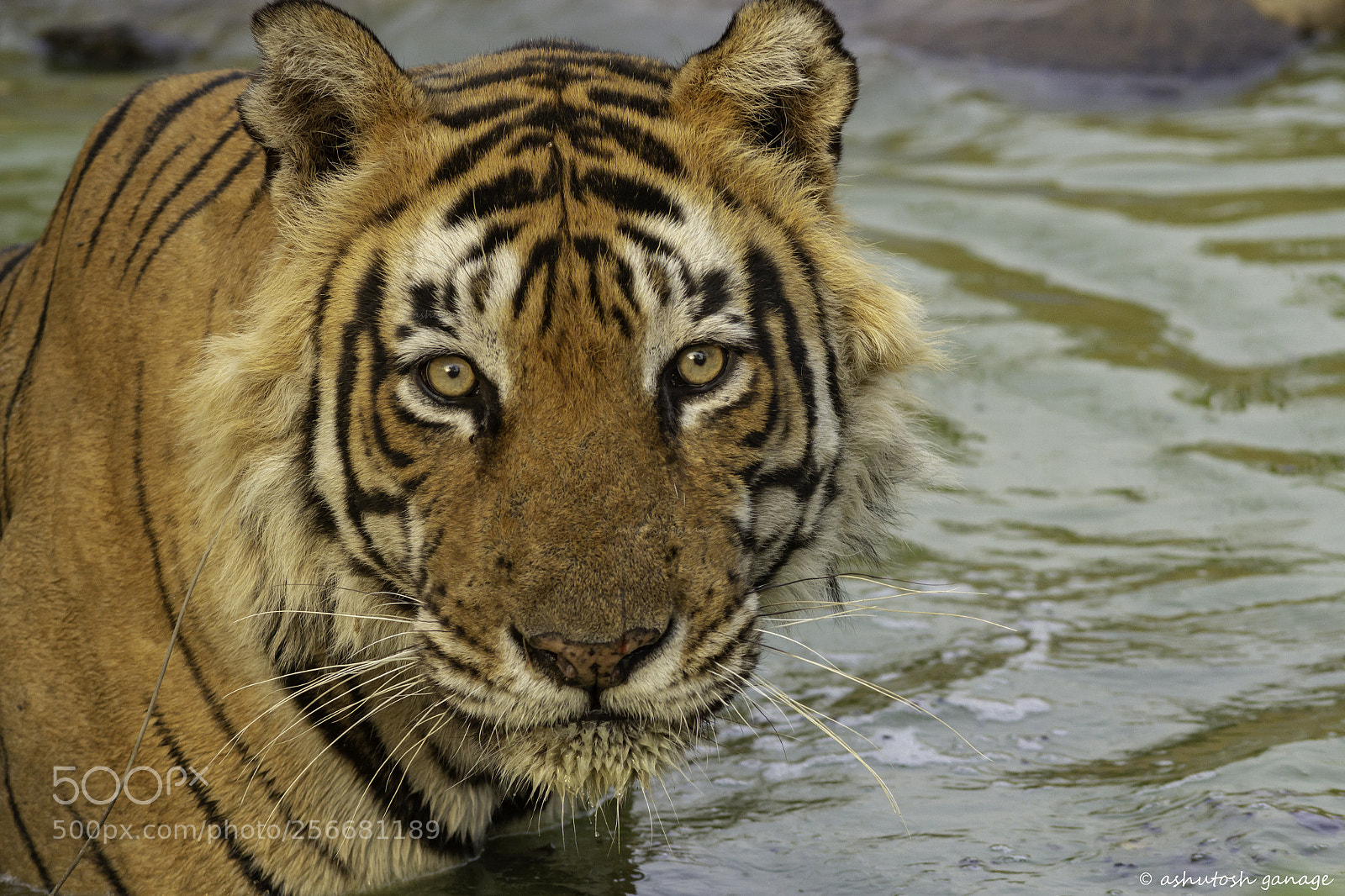 Canon EOS 60D sample photo. Royal bengal tiger photography