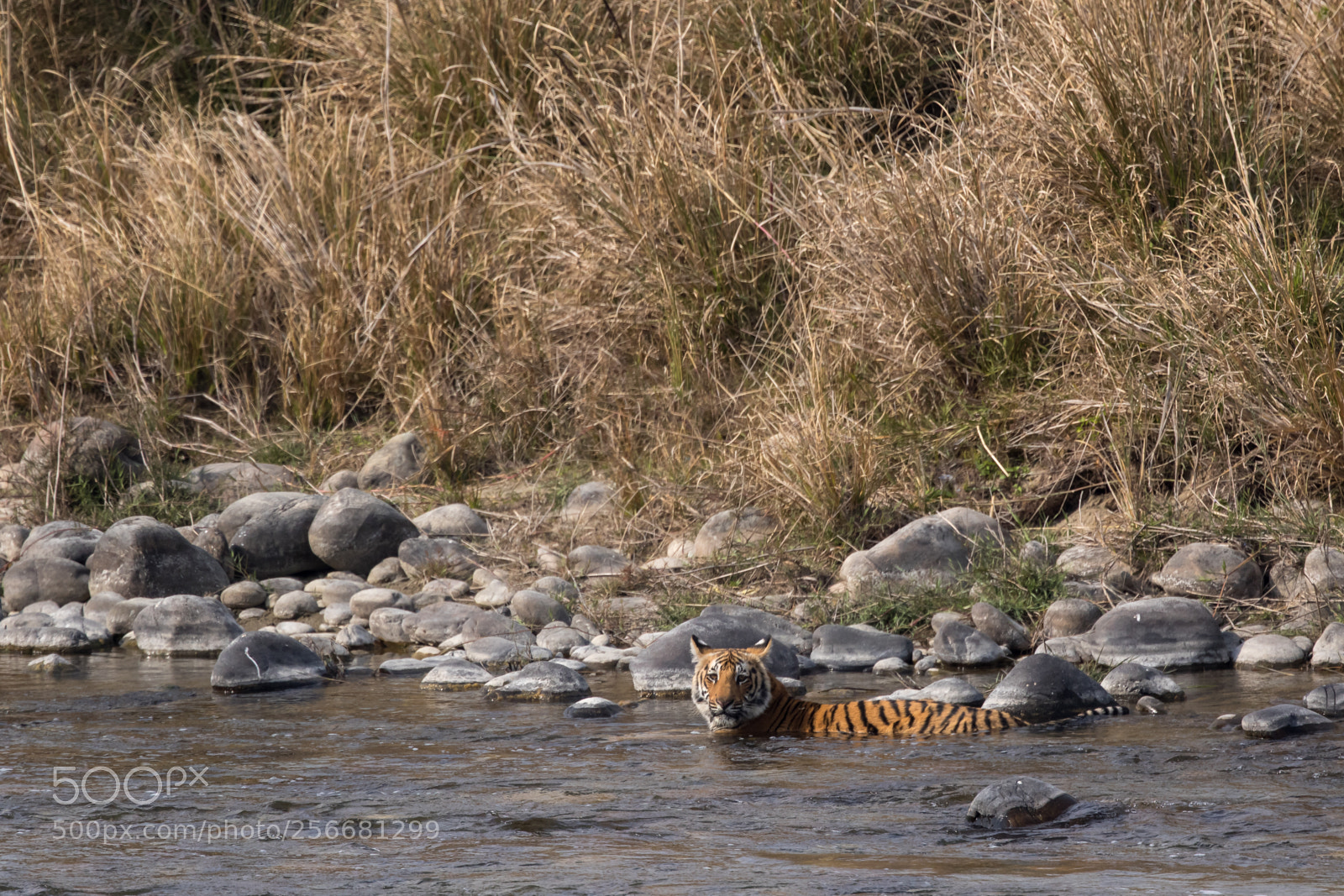 Canon EOS 7D Mark II sample photo. Tiger in ramganga river photography