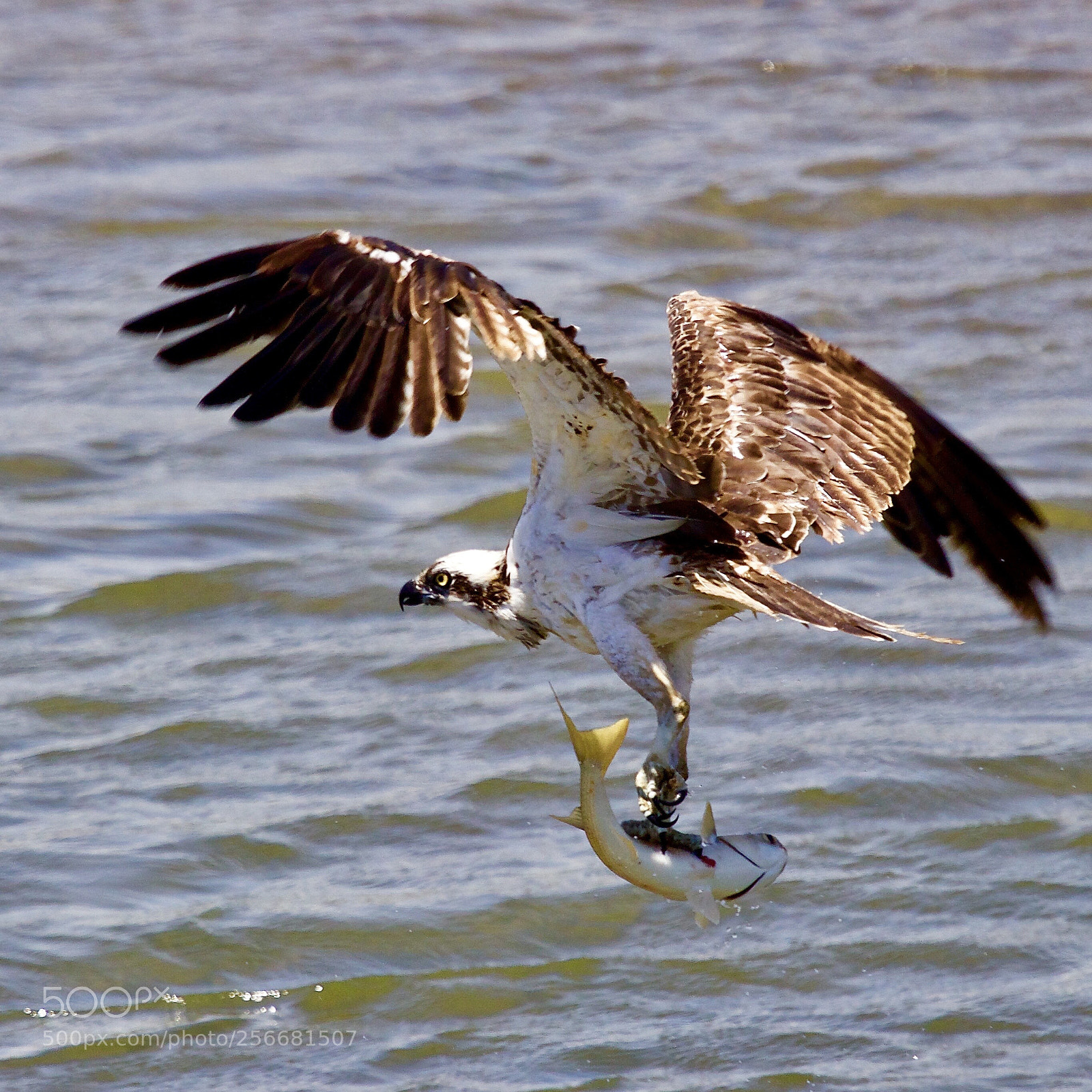 Canon EOS 80D sample photo. Osprey fishing photography