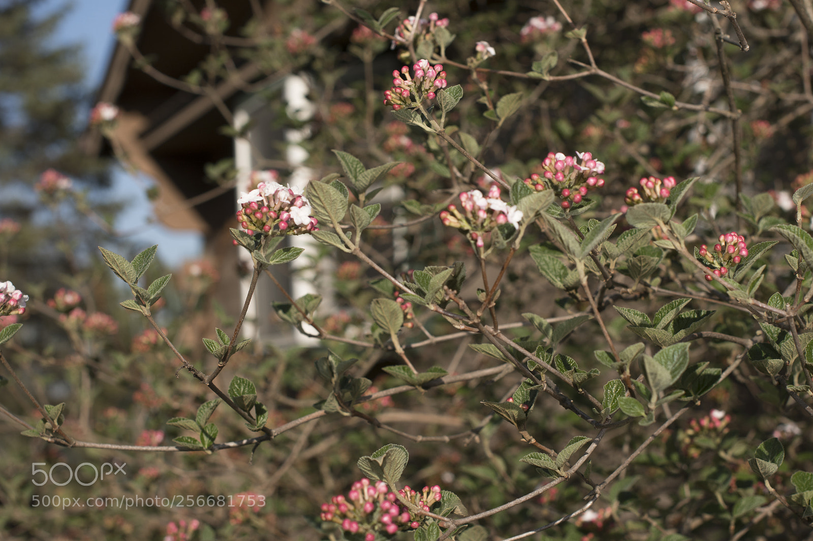Nikon D7500 sample photo. Spring blooms photography
