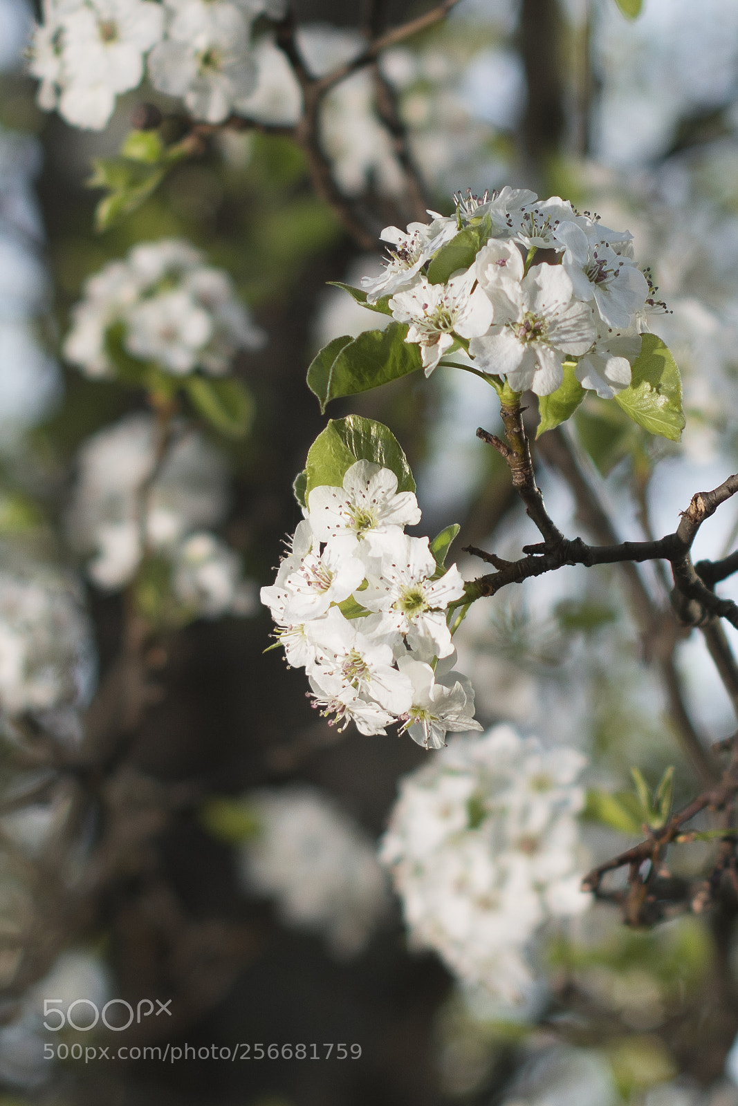 Nikon D7500 sample photo. Spring blooms photography