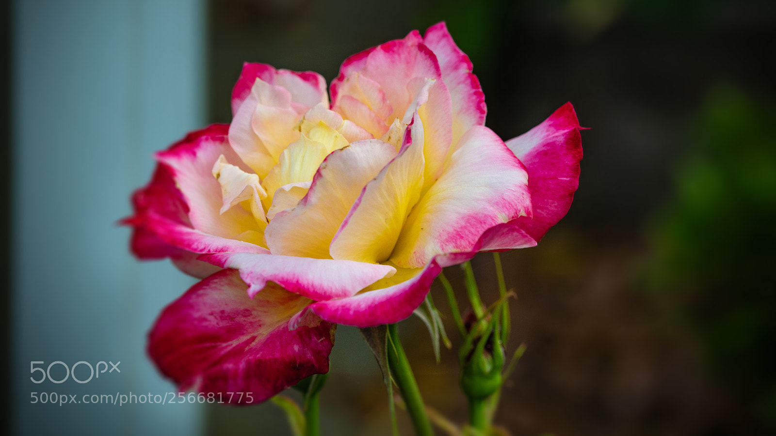 Nikon D850 sample photo. Double delight photography
