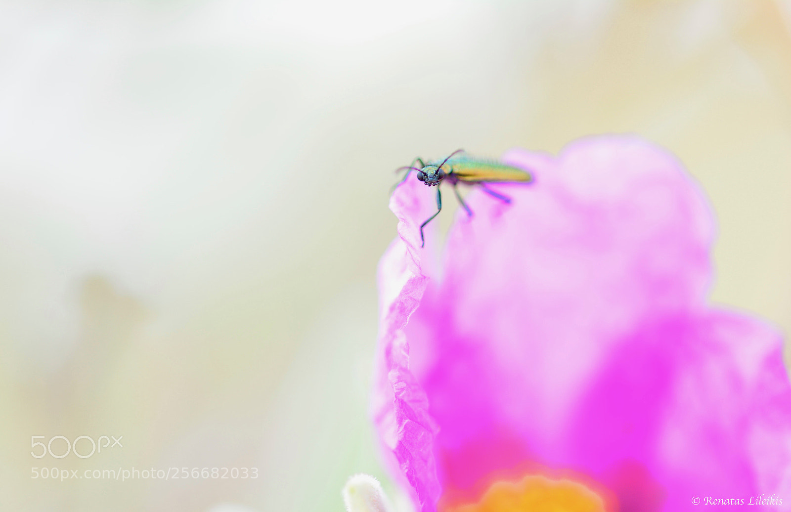 Nikon D7100 sample photo. Small bug photography