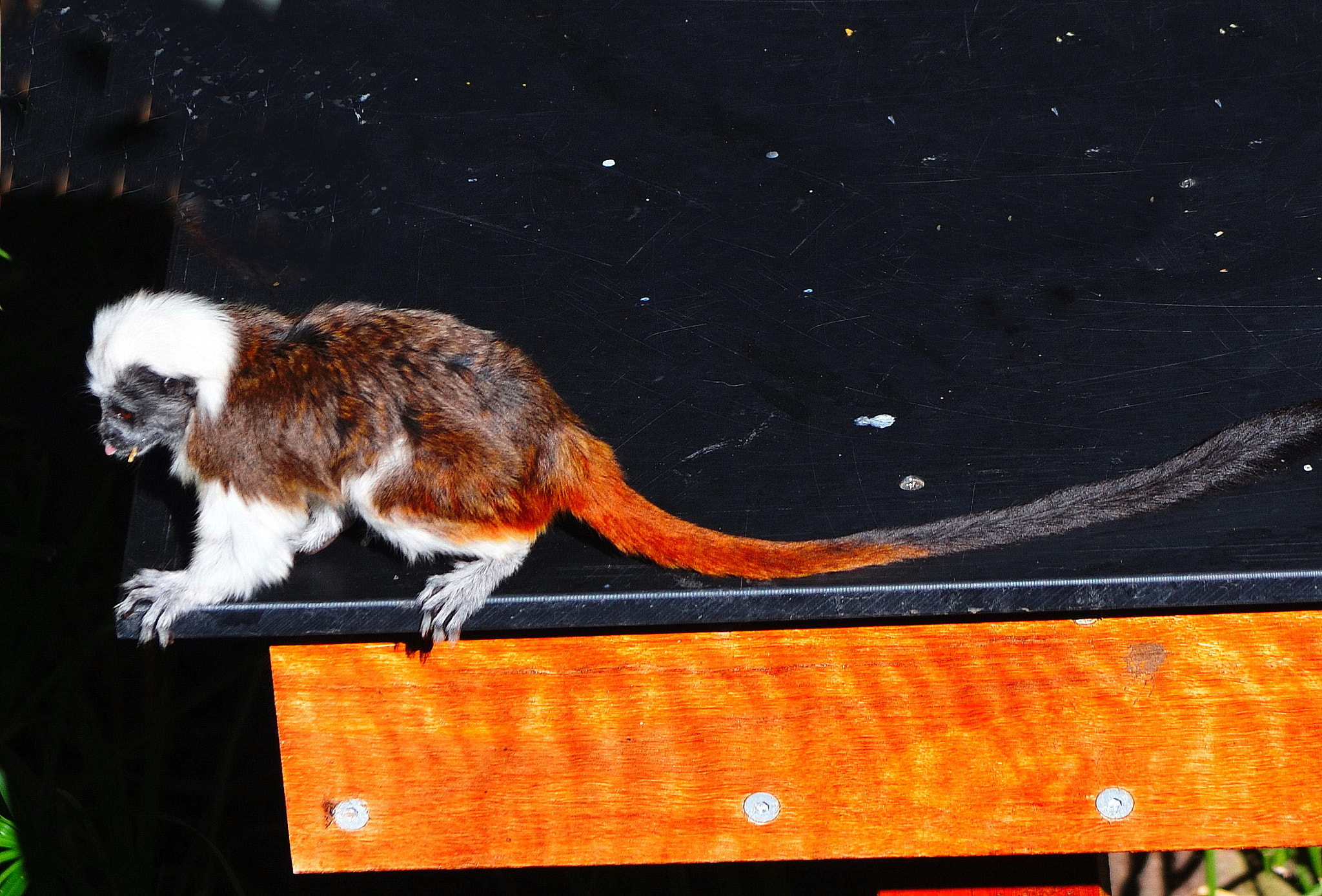 Nikon D5100 sample photo. Orange monkey photography