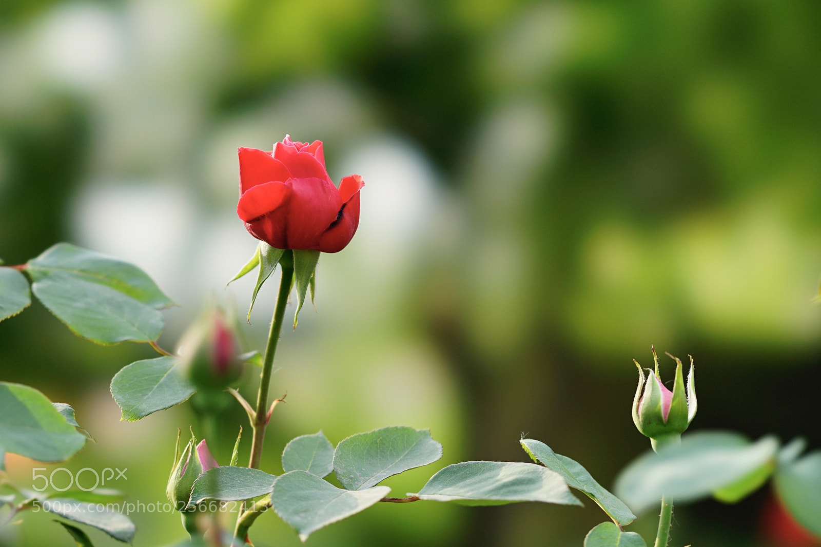 Sony a7 II sample photo. 亭亭玉立 photography