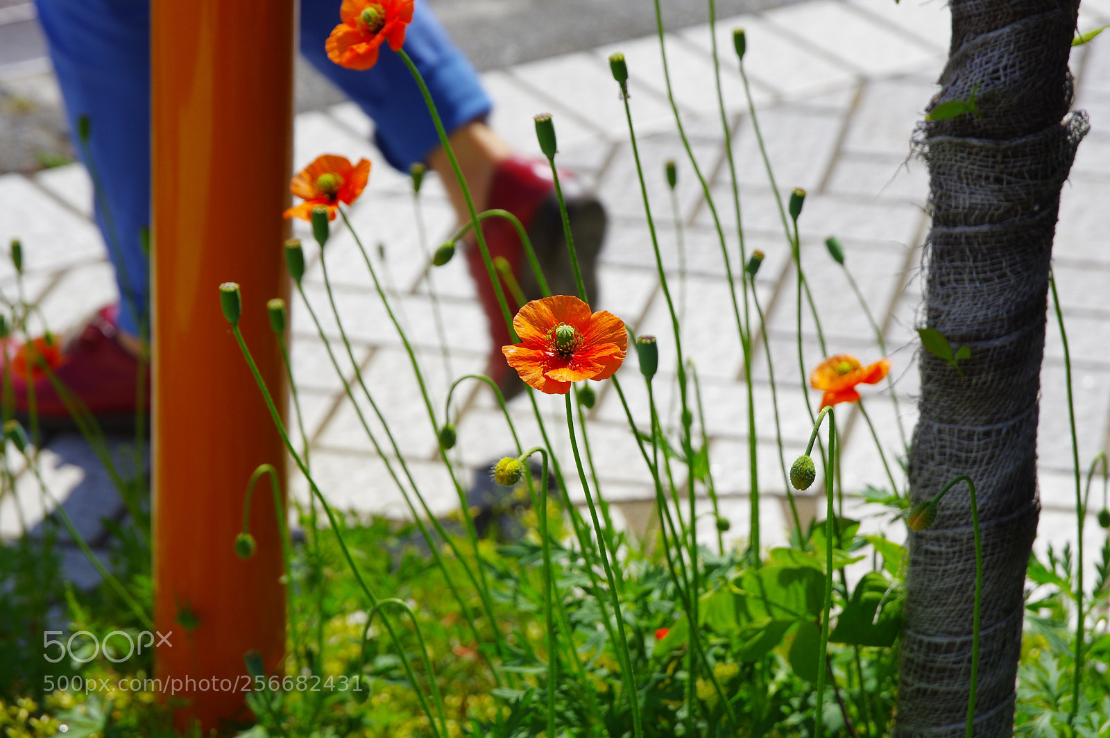 Pentax K-3 II sample photo. Walking in town photography